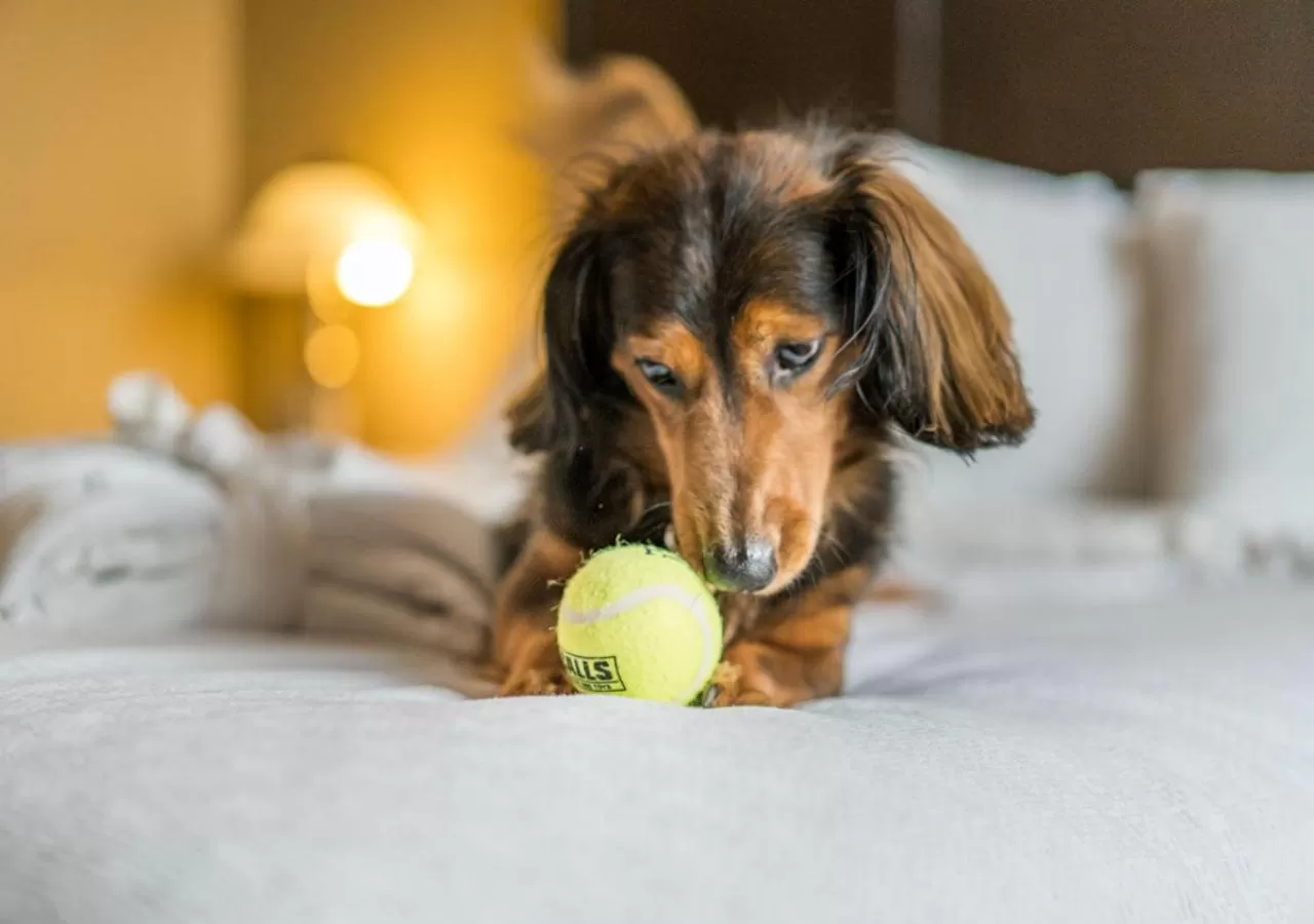 Queen Room with Balcony in Temple Gardens Hotel & Spa