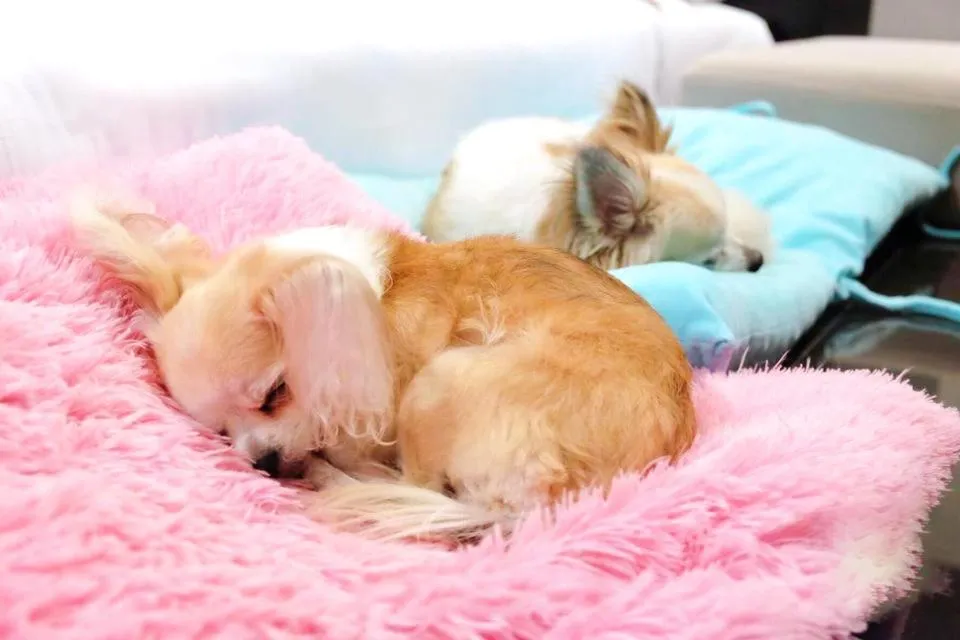 Villa - Pet Friendly  in The Zign Hotel Premium Villa