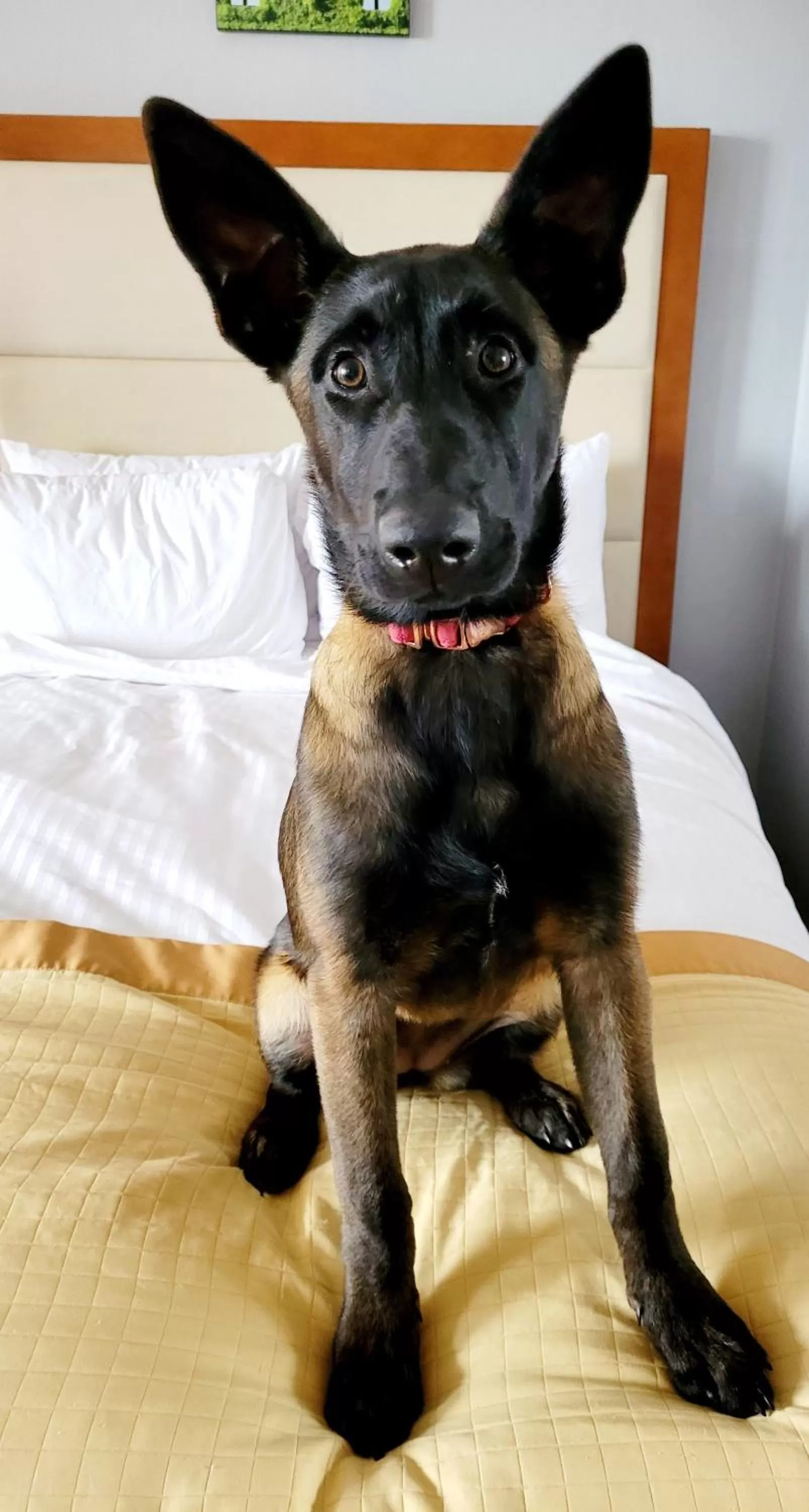 Dog Friendly King Bed Non-Smoking in Bangor Grande Hotel