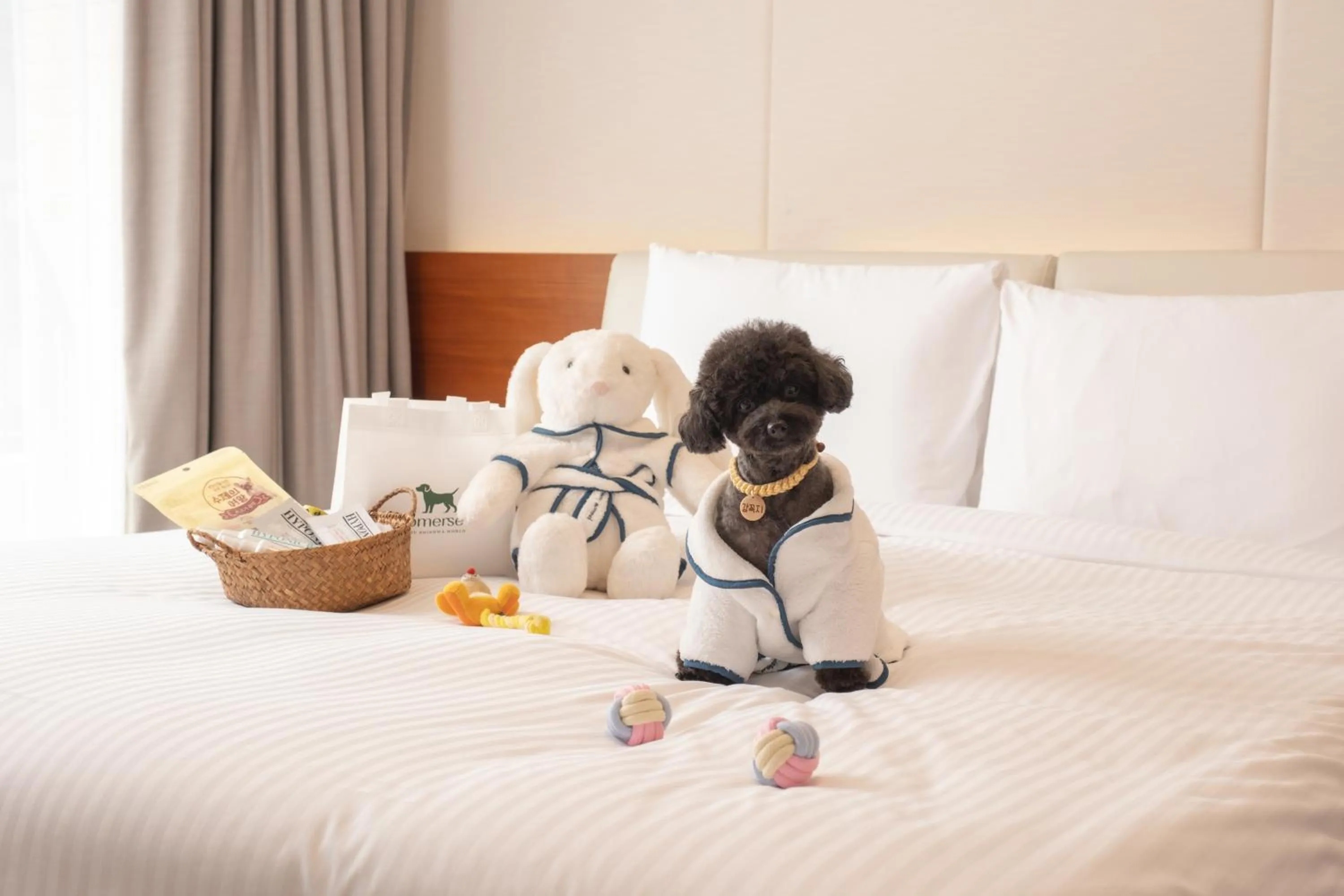 Pet Friendly Room in Somerset Jeju Shinhwa World