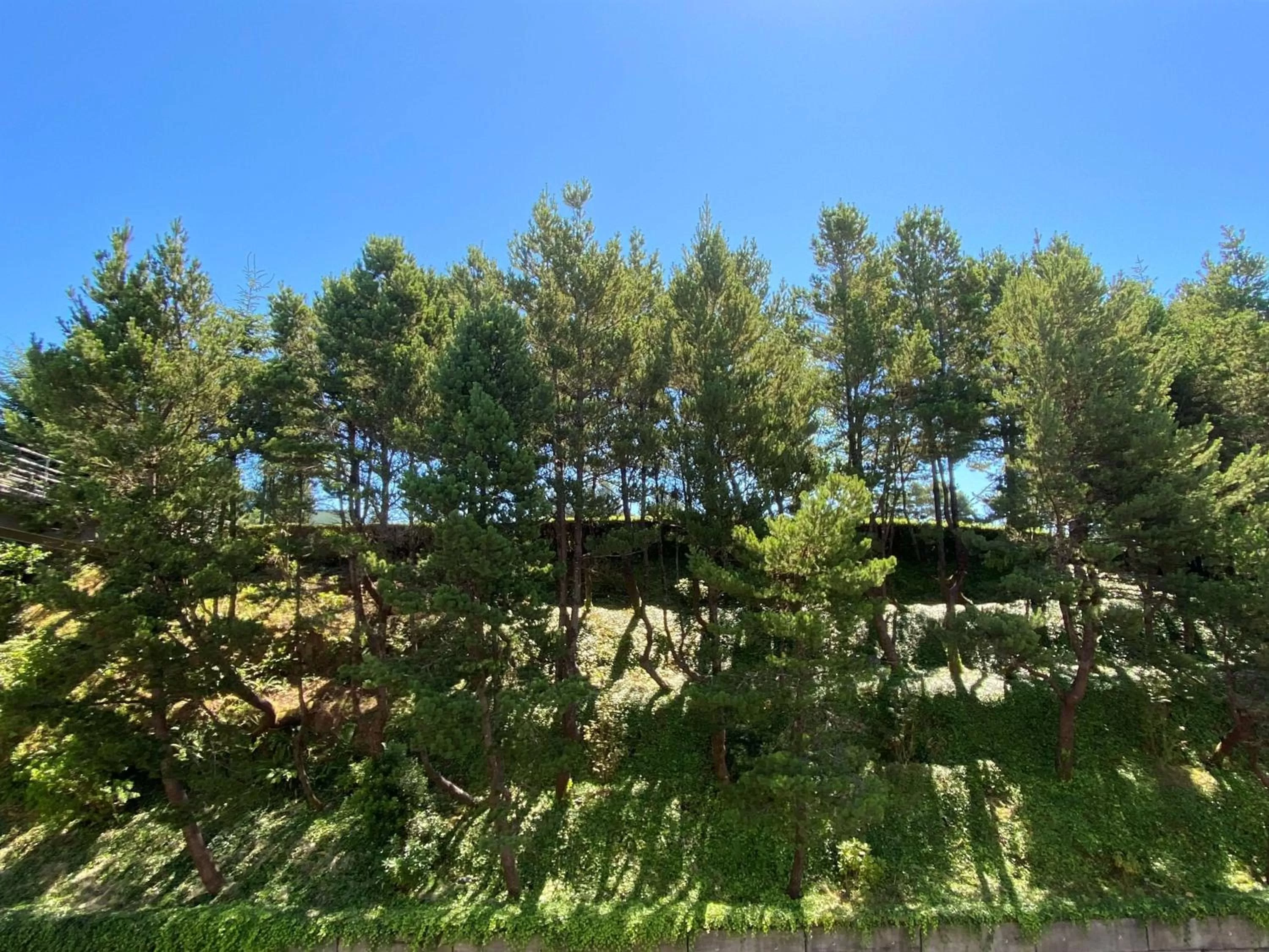 King Room with Hillside View in Best Western Plus Agate Beach Inn