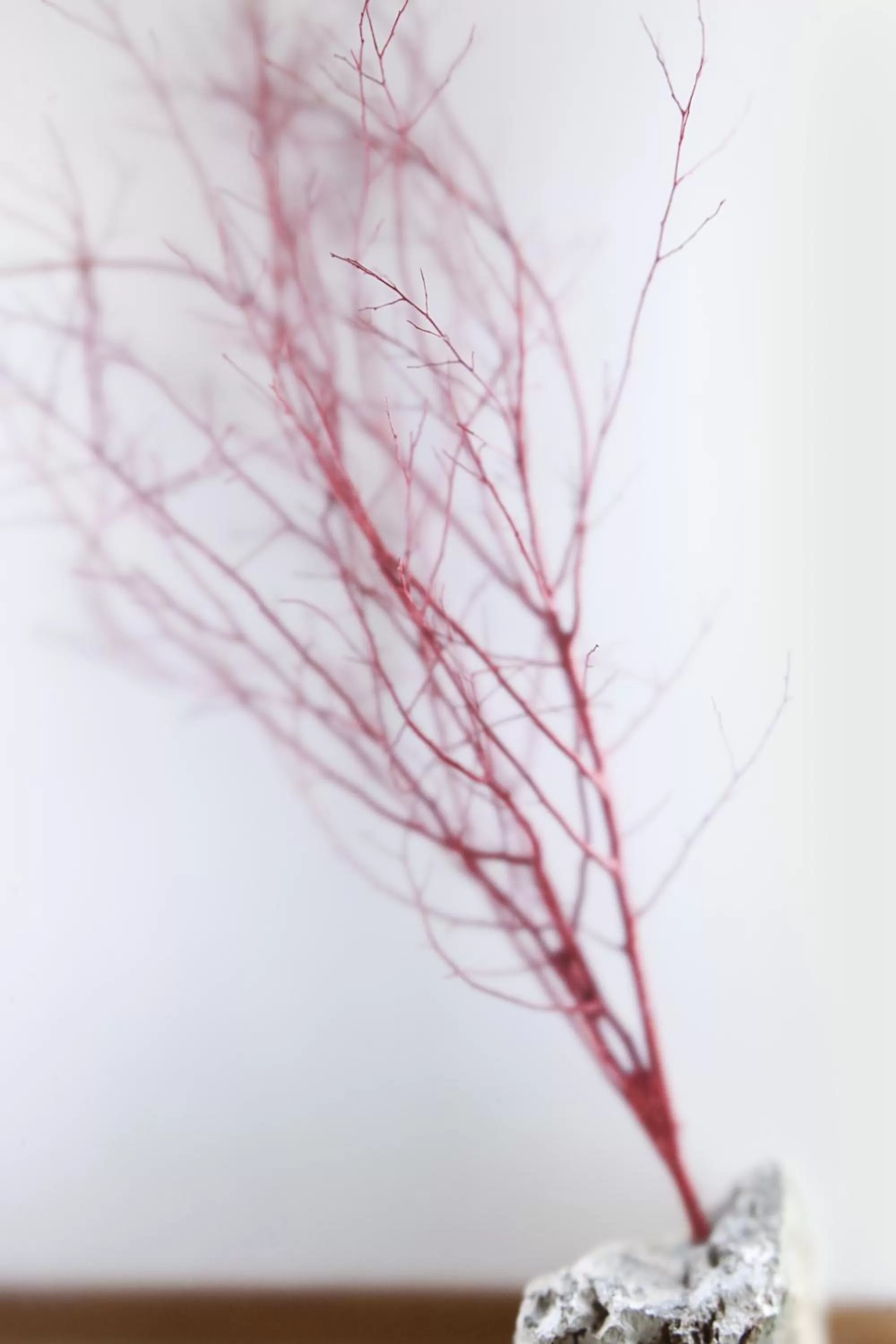 Queen Room in Hotel Charleston