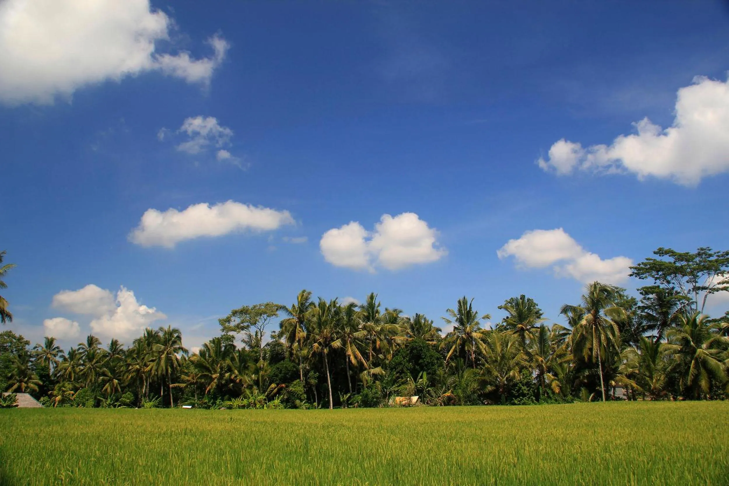 View (from property/room) in Junjungan Ubud Hotel and Spa