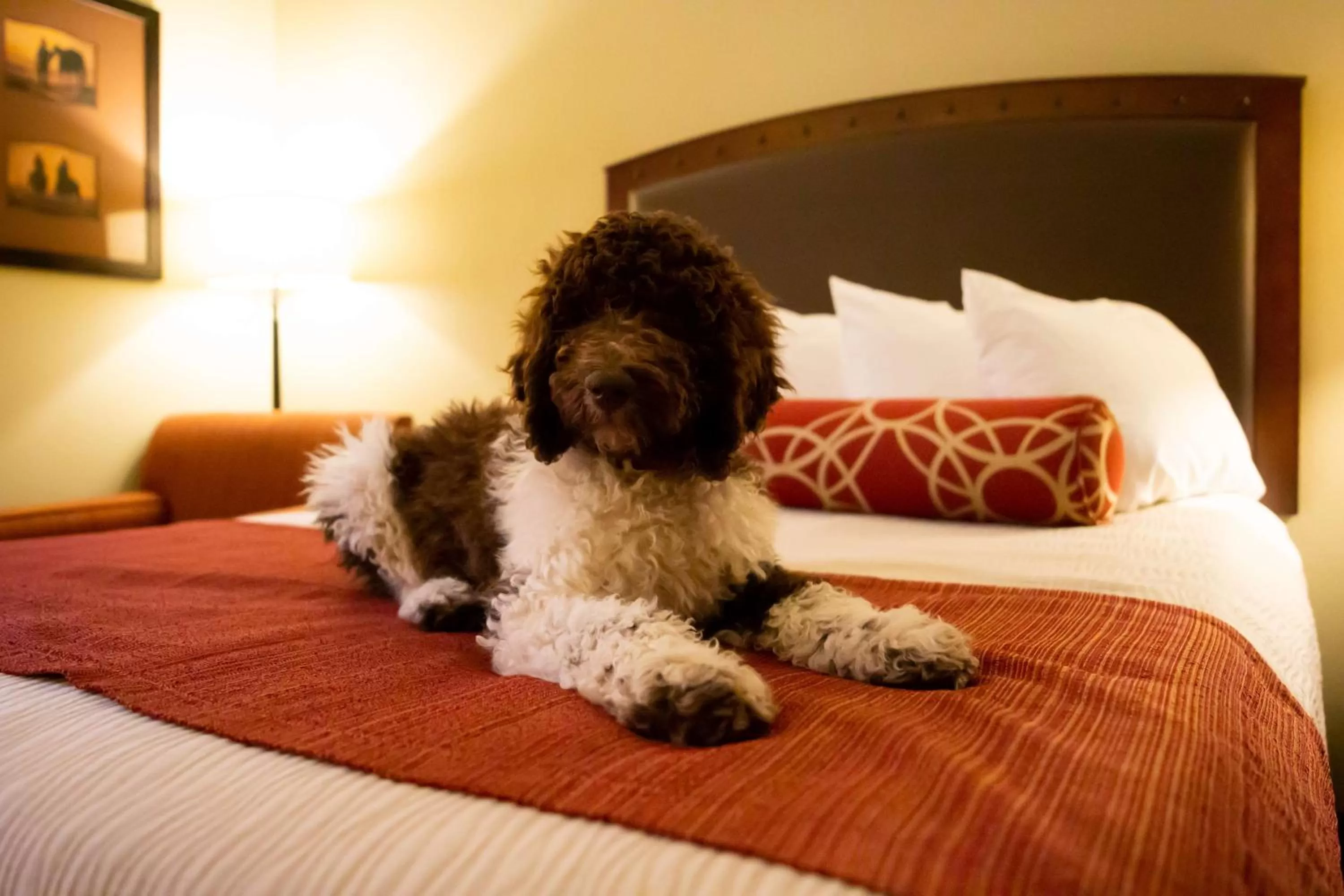 King Room with Roll in Shower - Mobilty Access - Pet Friendly in Best Western Plus Inn of Williams