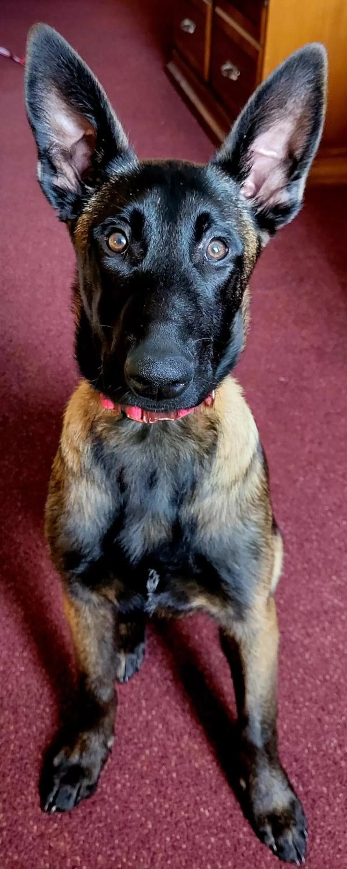 Dog Friendly Two XL Full Beds Non-Smoking in Bangor Grande Hotel