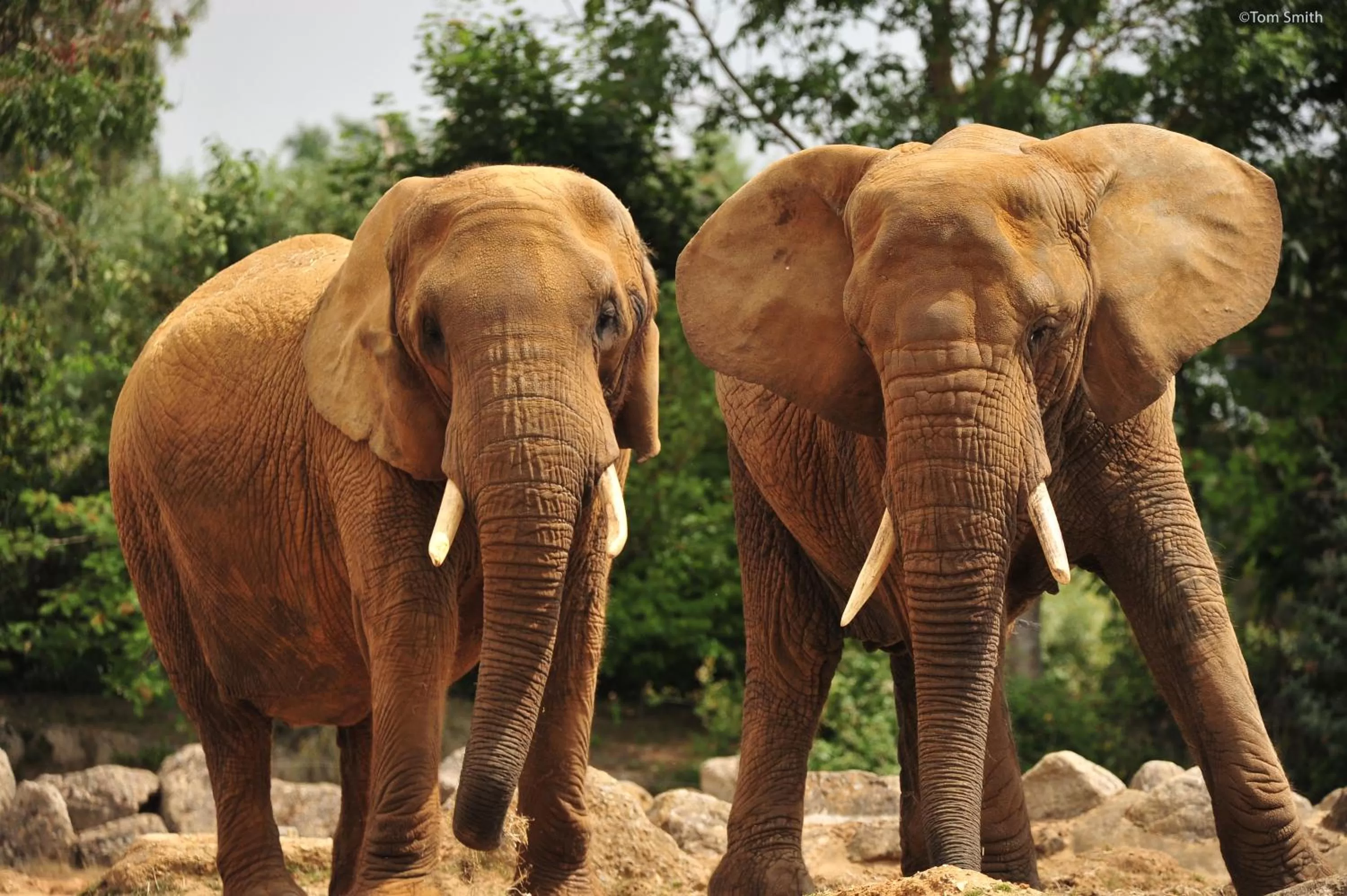 Family Room with Zoo Package in Marks Tey Hotel Colchester