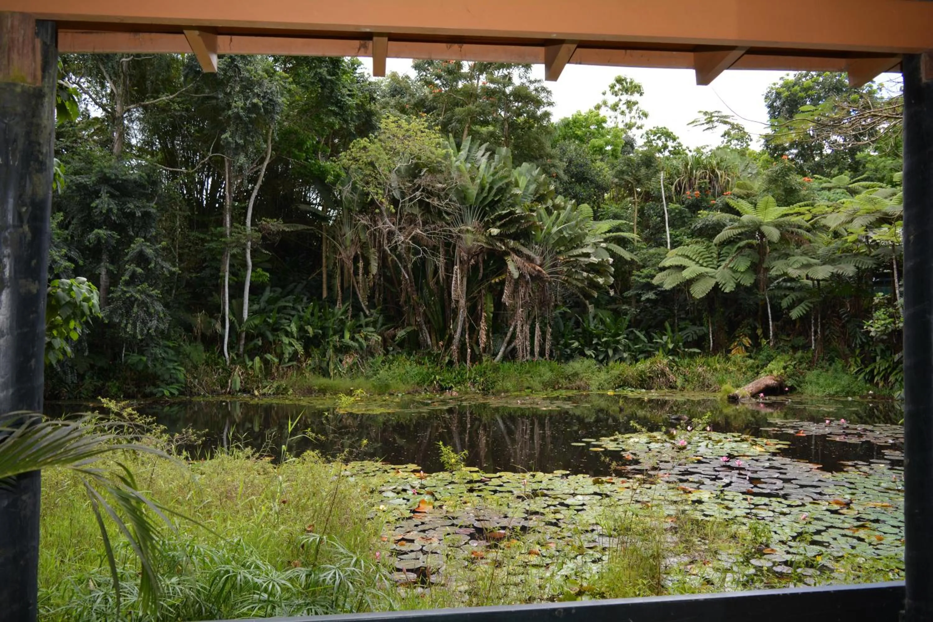 Budget Twin Room - Pond View  in Rainforest Eco Lodge