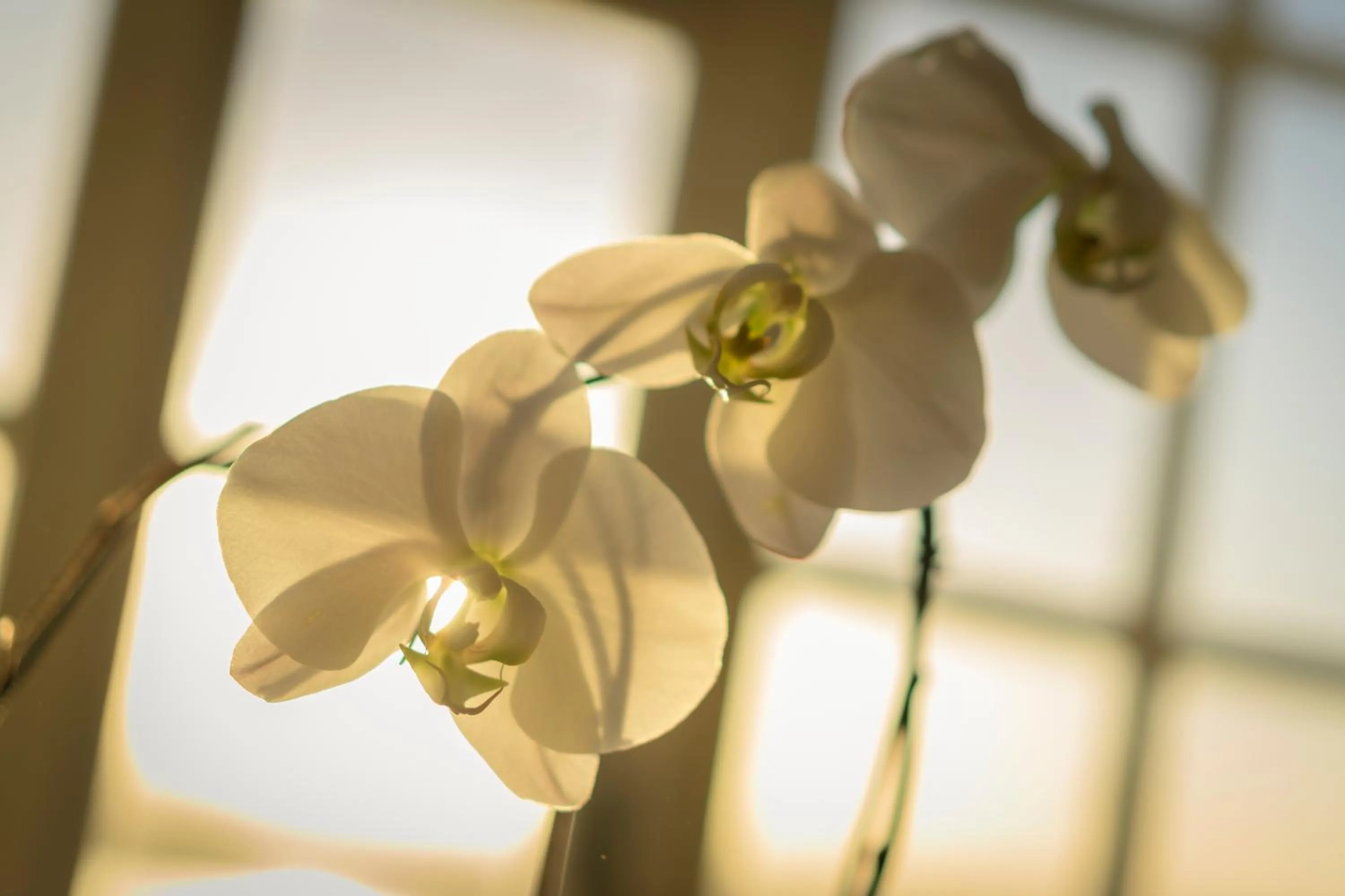 Superior Double or Twin Room in Colona Castle