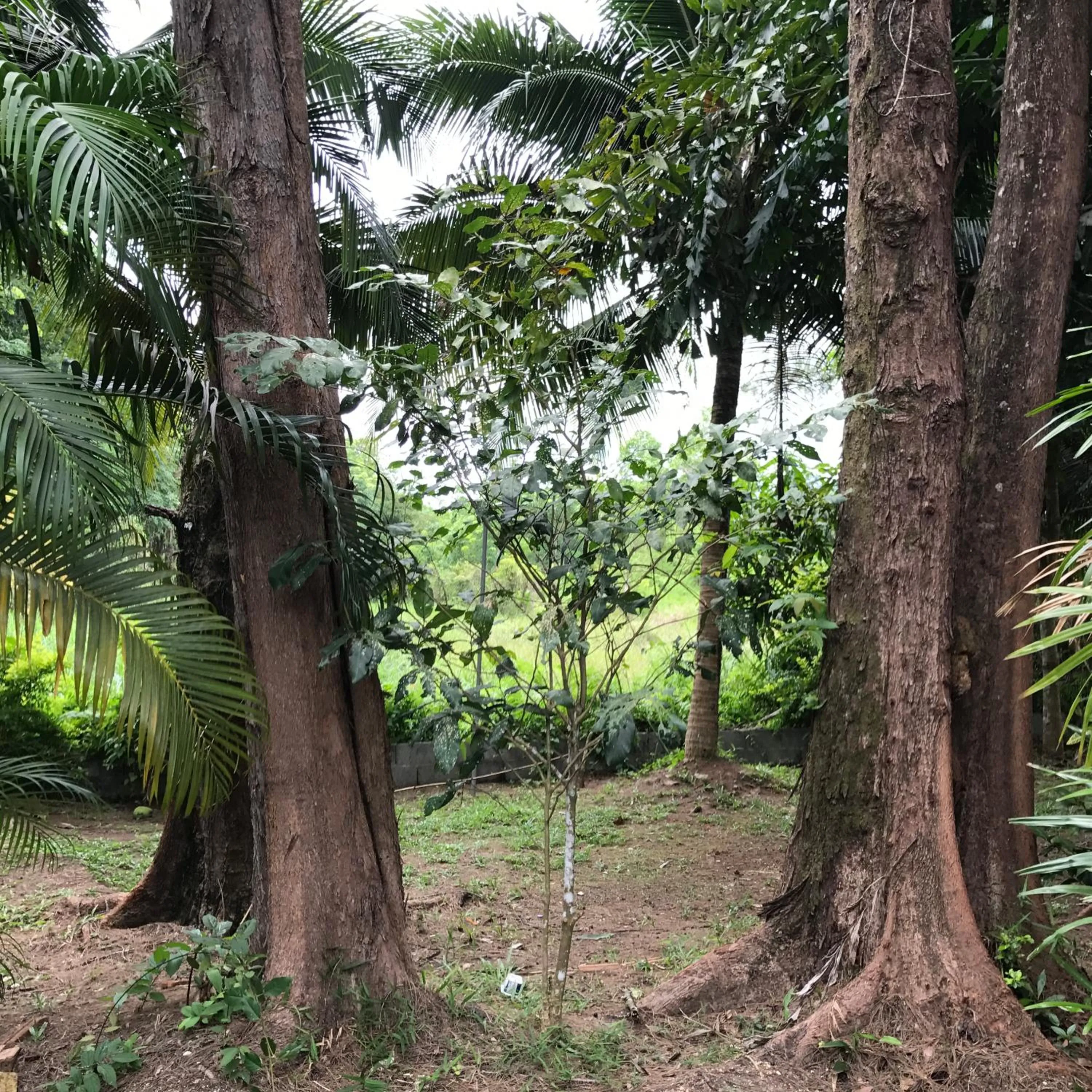One-Bedroom Bungalow in Coconut Bungalow