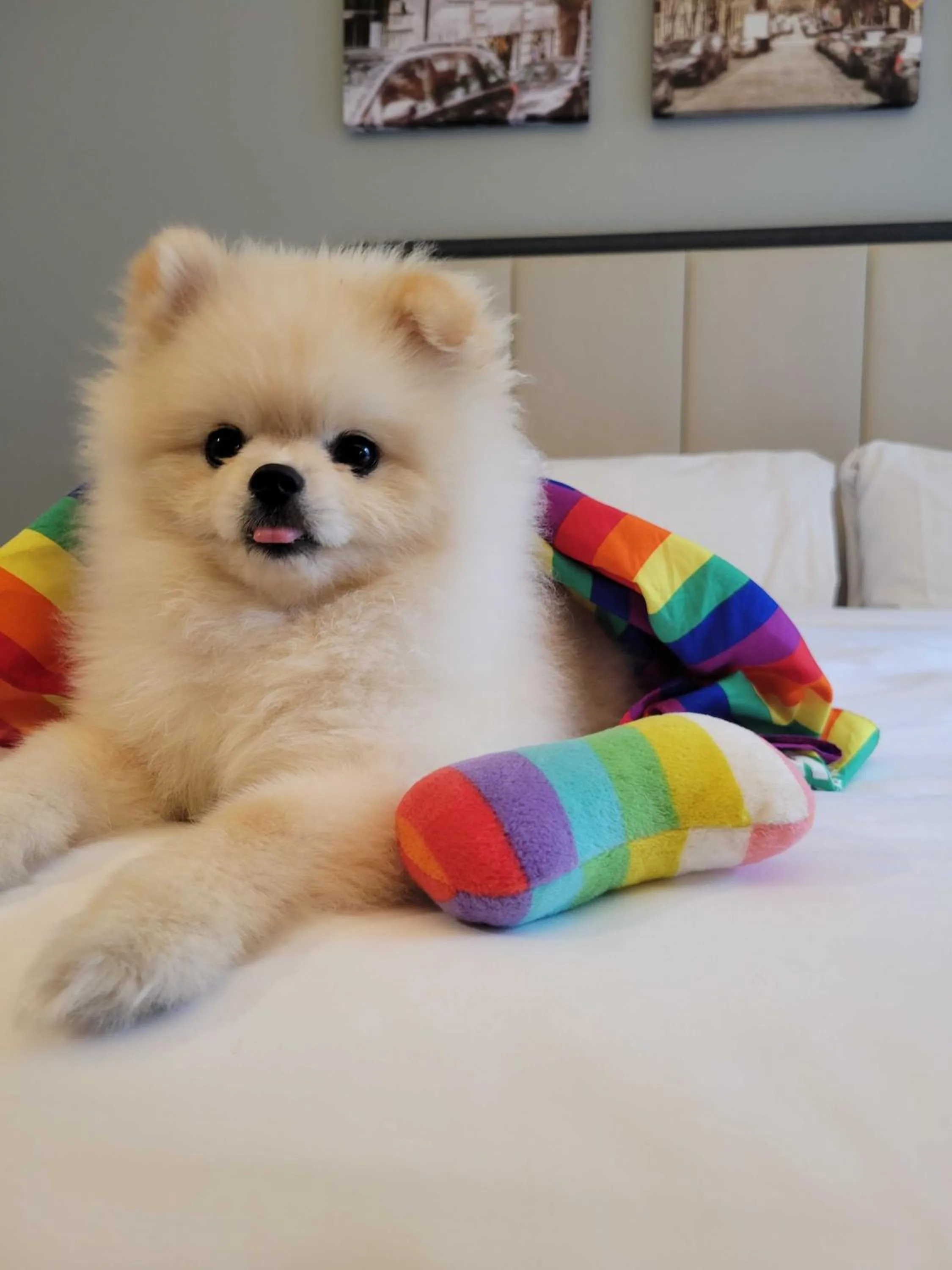 Standard Room in Citadines Connect Fifth Avenue New York