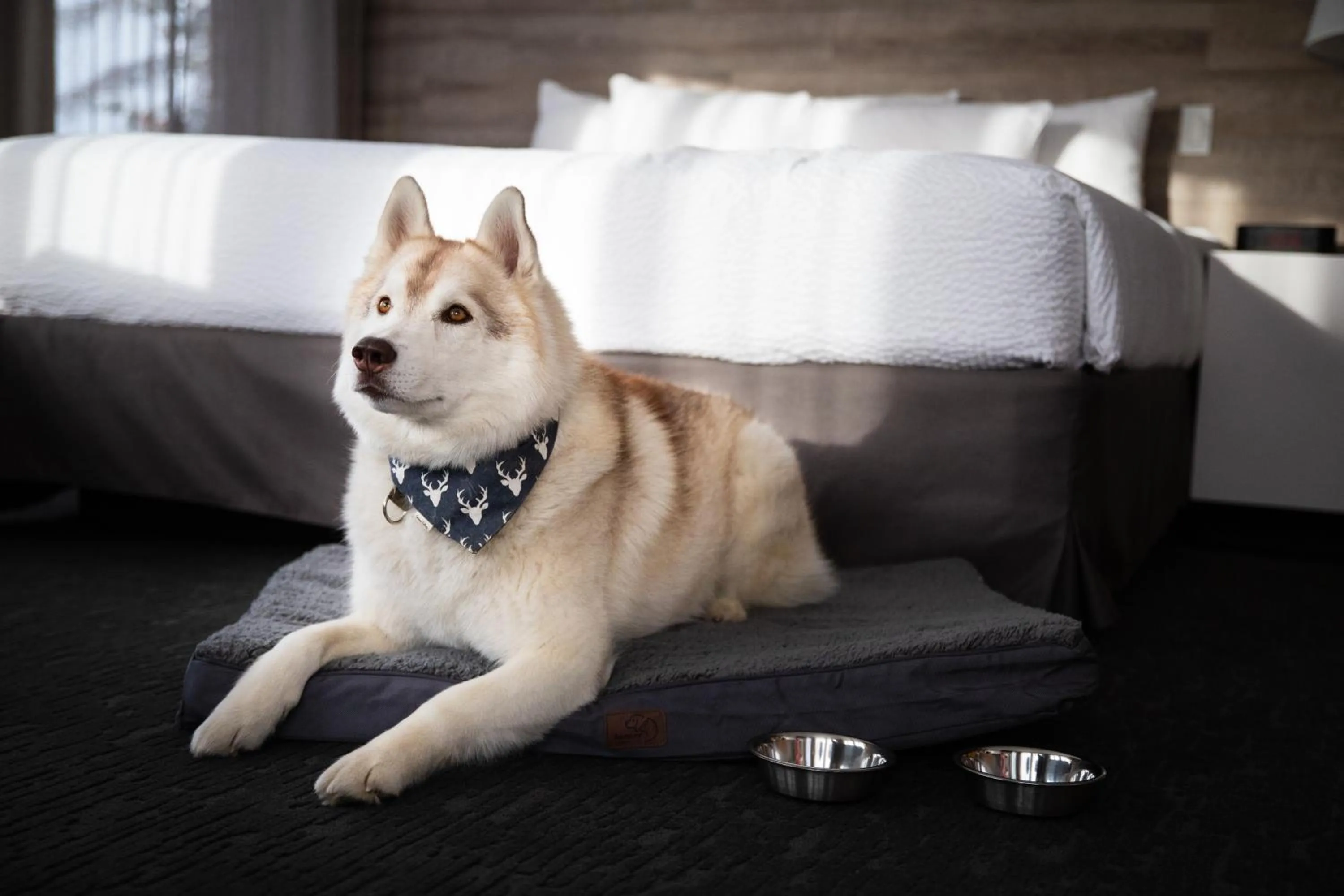 Standard King Room - Pet Friendly in Elk + Avenue Hotel