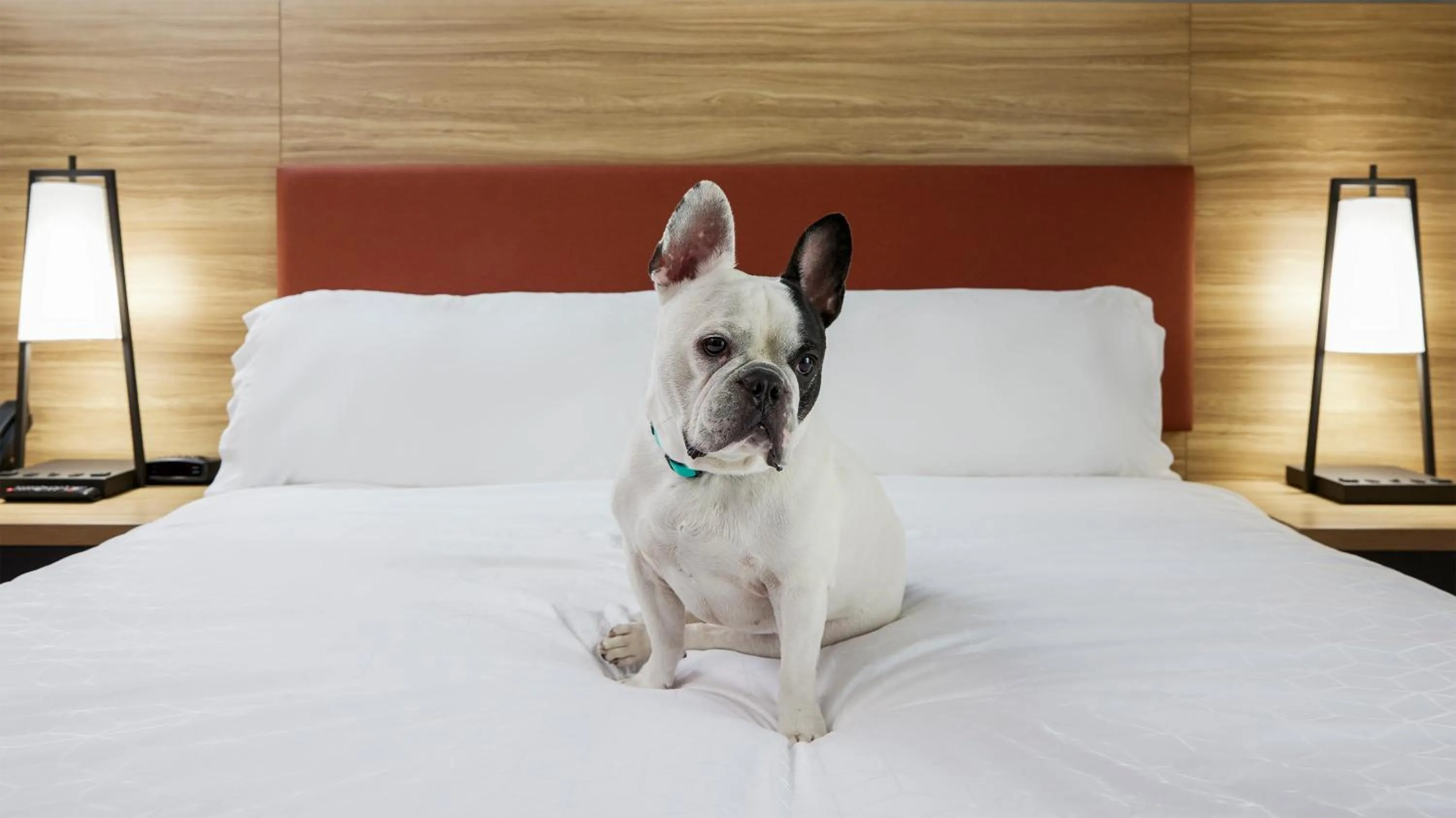 Studio Queen Suite in Candlewood Suites Junction City - Ft. Riley by IHG