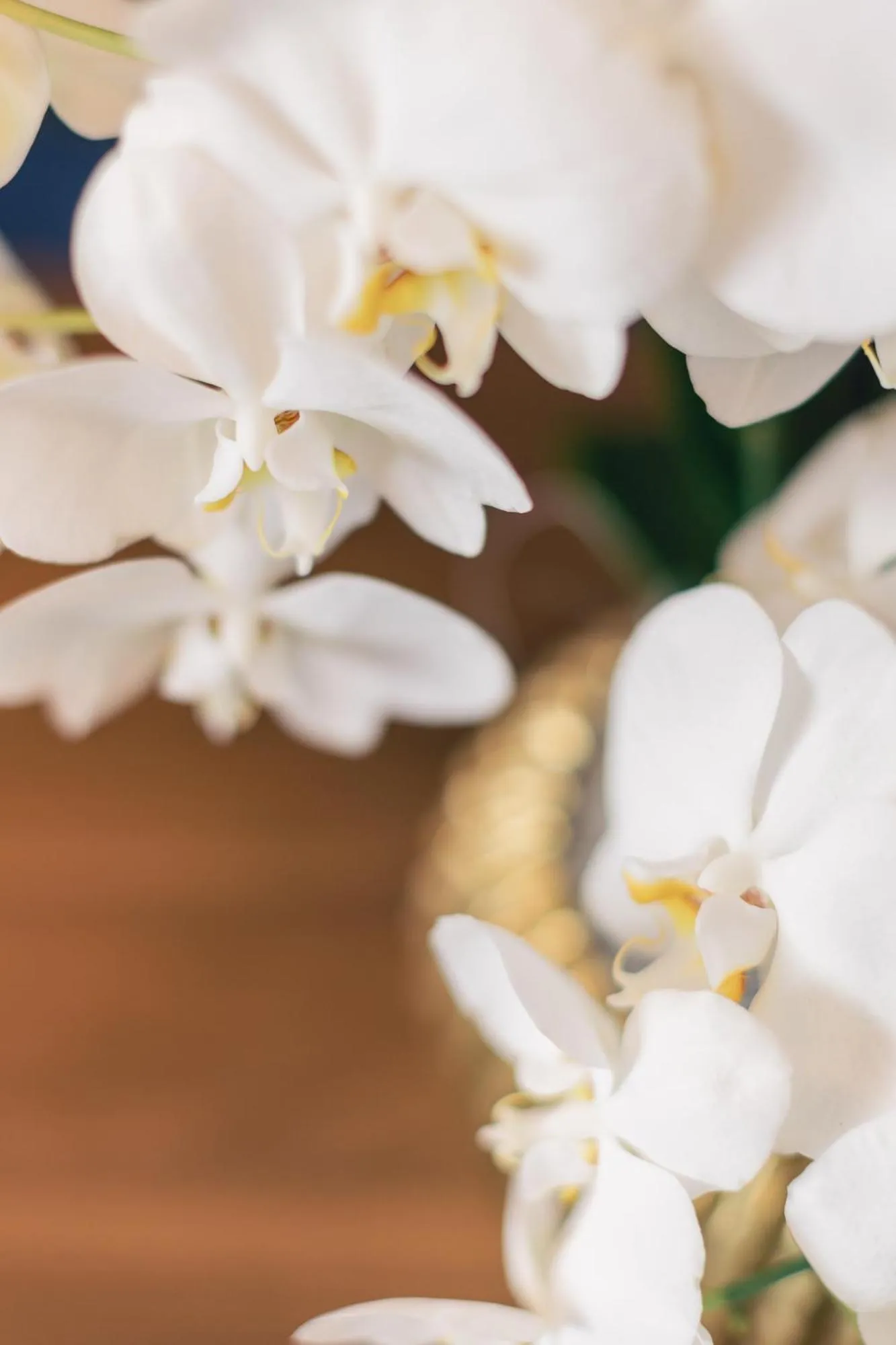 Apartment in Hotel & Restaurant Rose