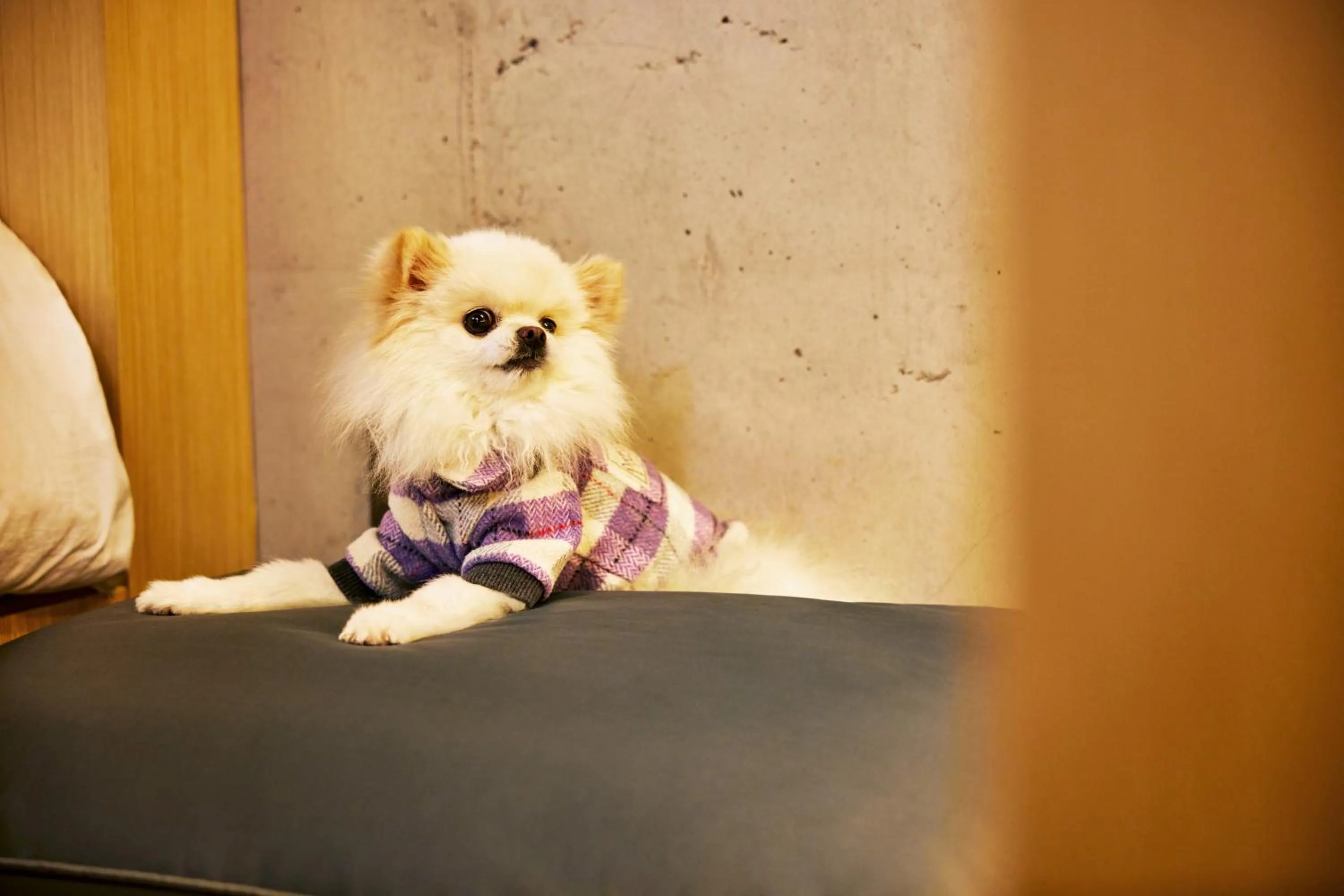 [Pet Friendly - 1 dog under 15kg] Deluxe King Room in Playce Camp Jeju