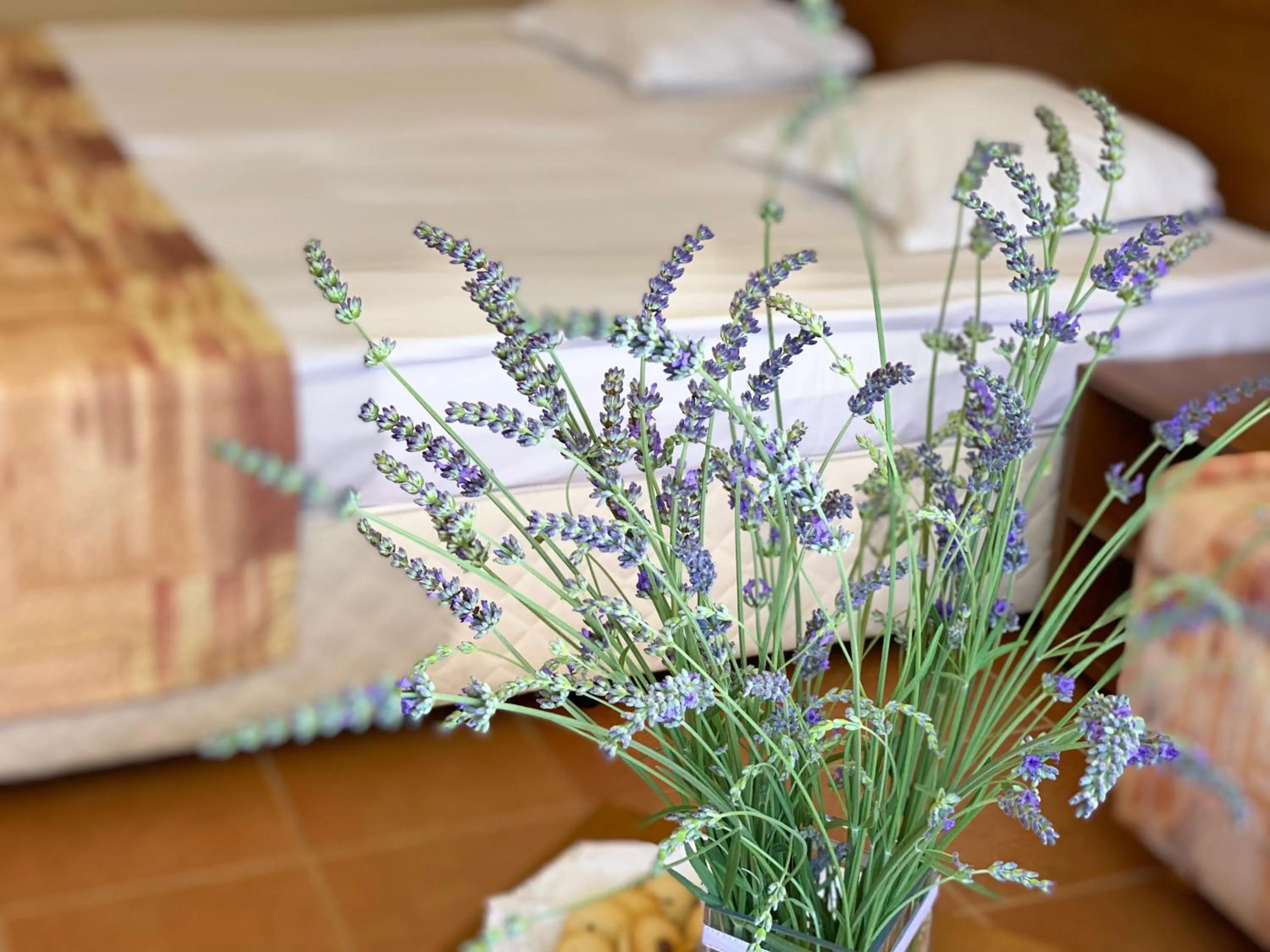 Double or Twin Room - single occupancy in Hotel Plamena Palace