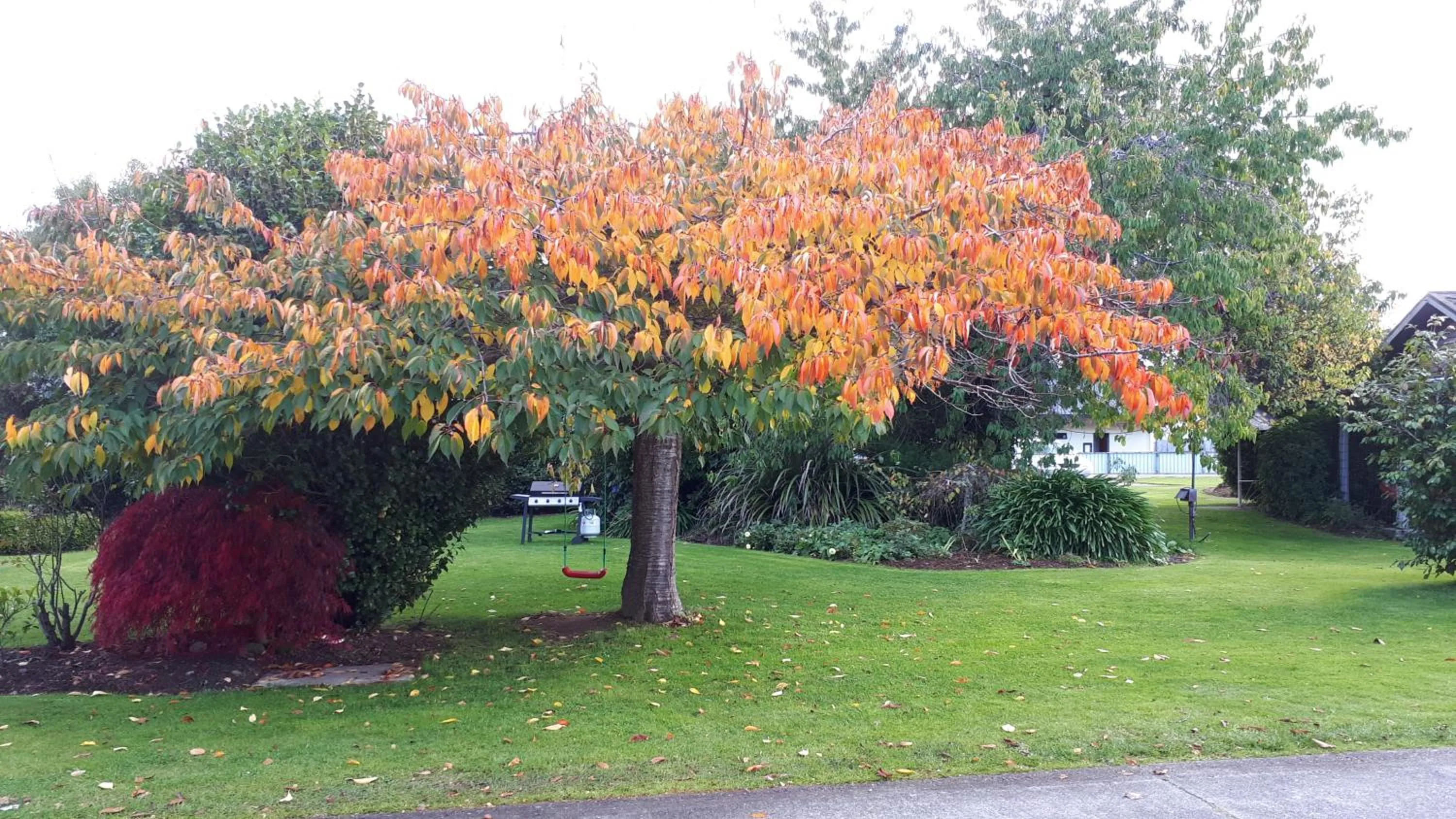 King Superior (One-Bedroom) Apartment in Edgewater Motel