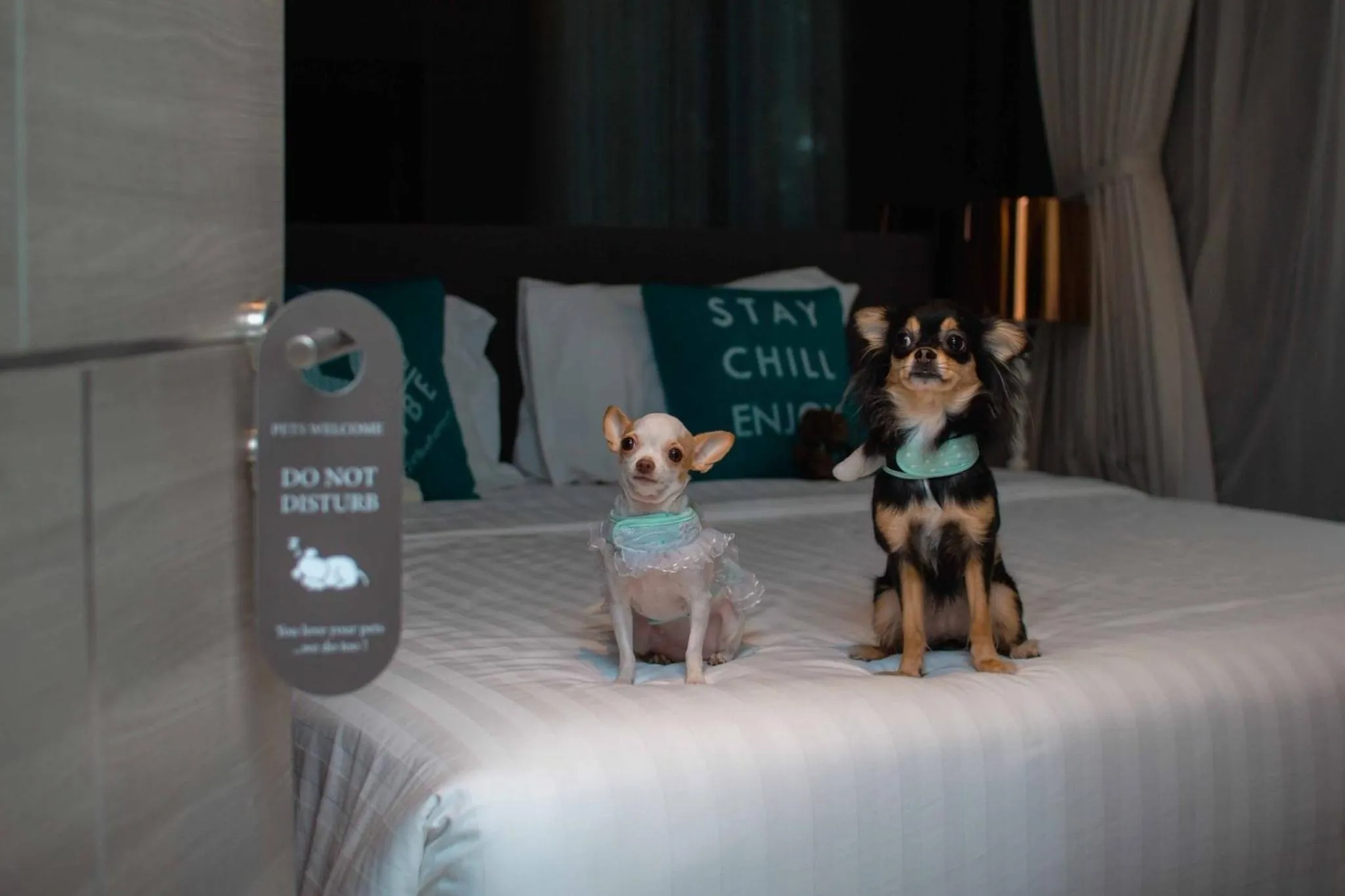 One Bedroom Corner Suite Pet Friendly (2nd floor) in Cross Vibe Pattaya Seaphere
