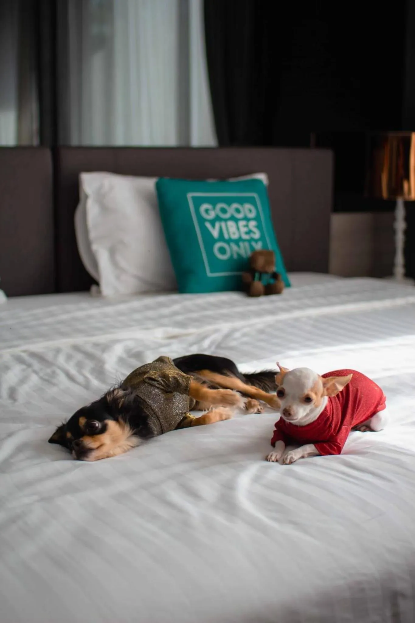 One Bedroom Deluxe Twin Pet Friendly (2nd floor) in Cross Vibe Pattaya Seaphere