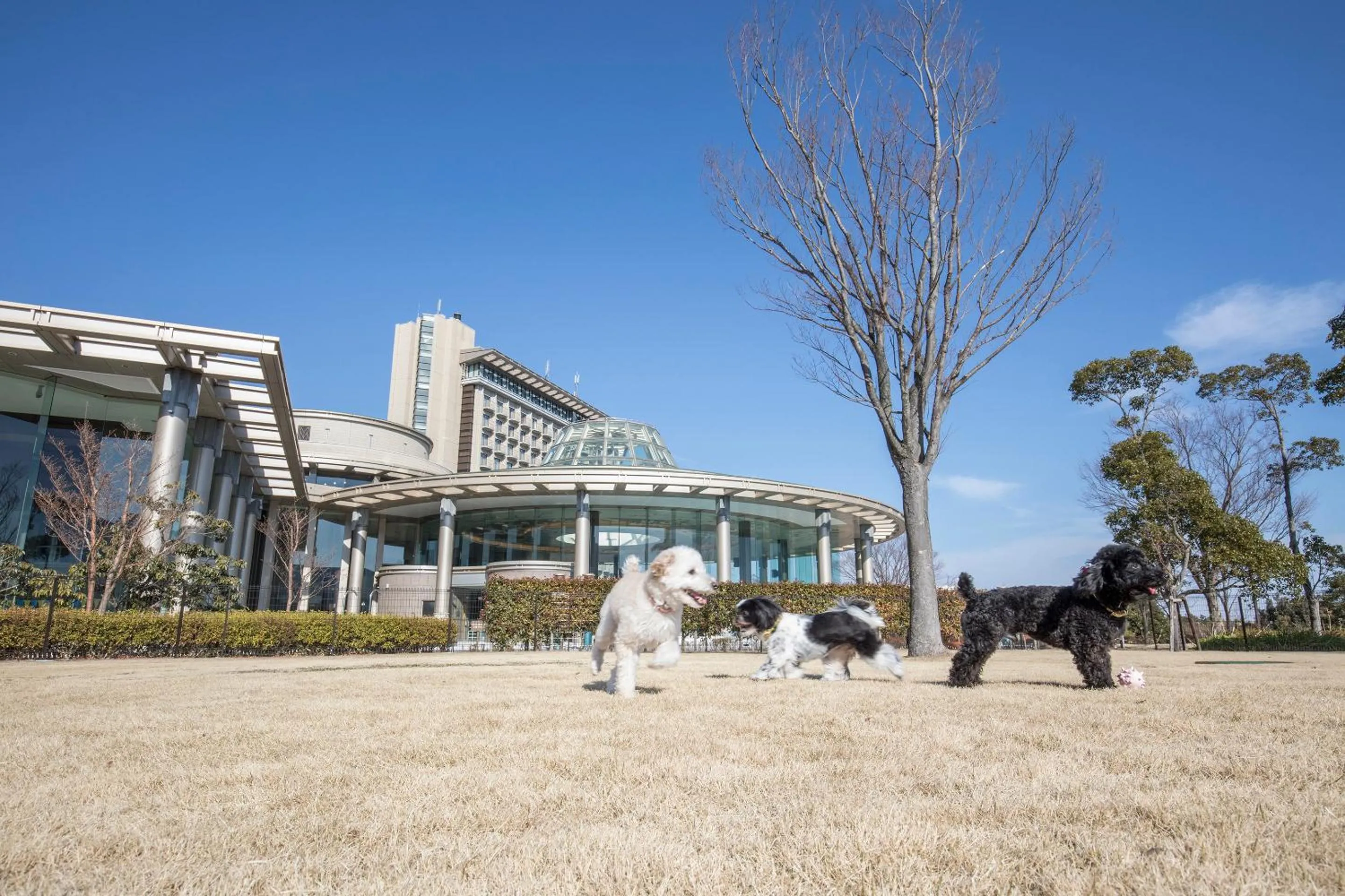 Double Room - Dog Friendly in Hilton Odawara Resort & Spa