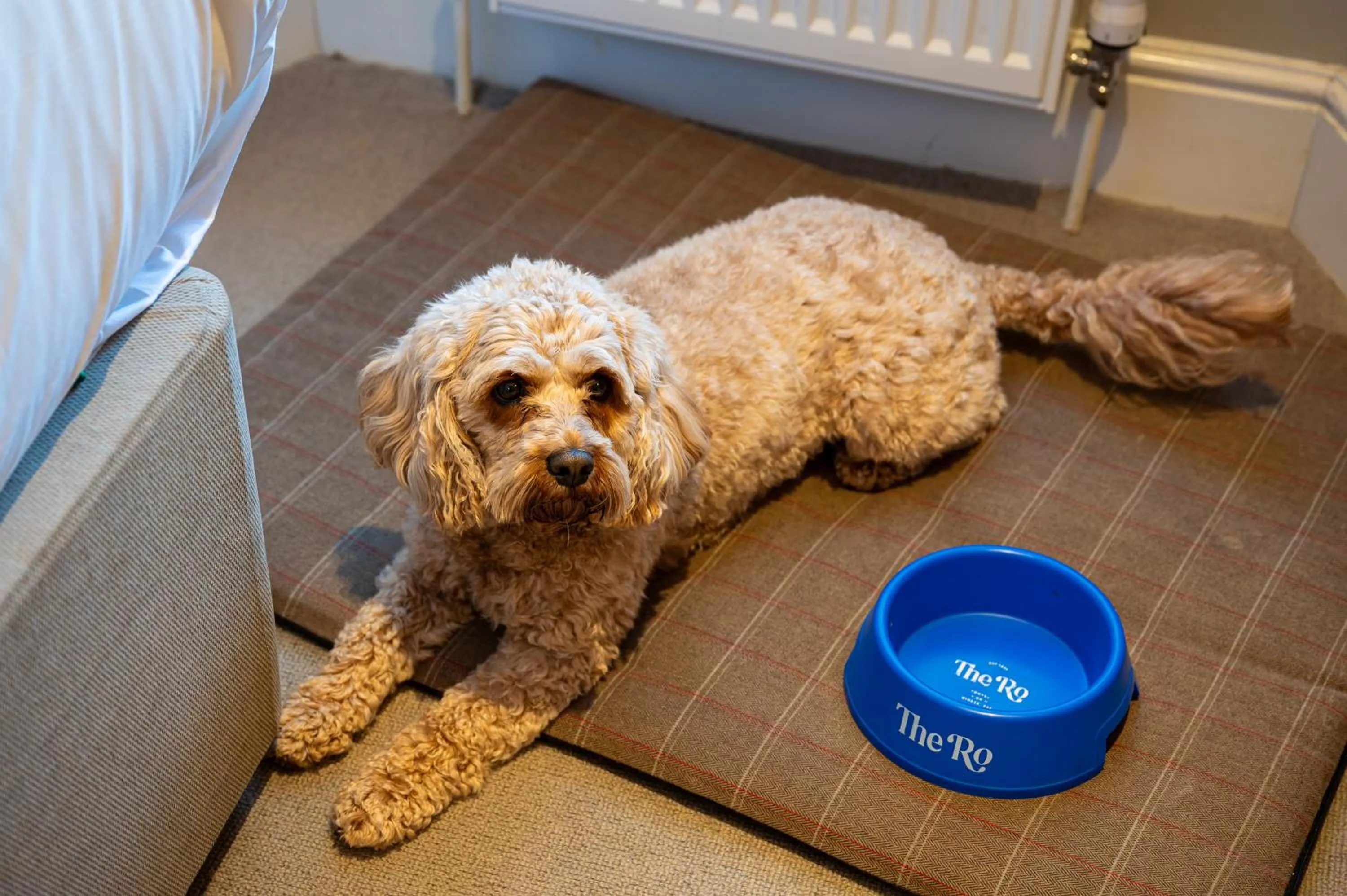 Pet Friendly Twin in The Ro Hotel Windermere