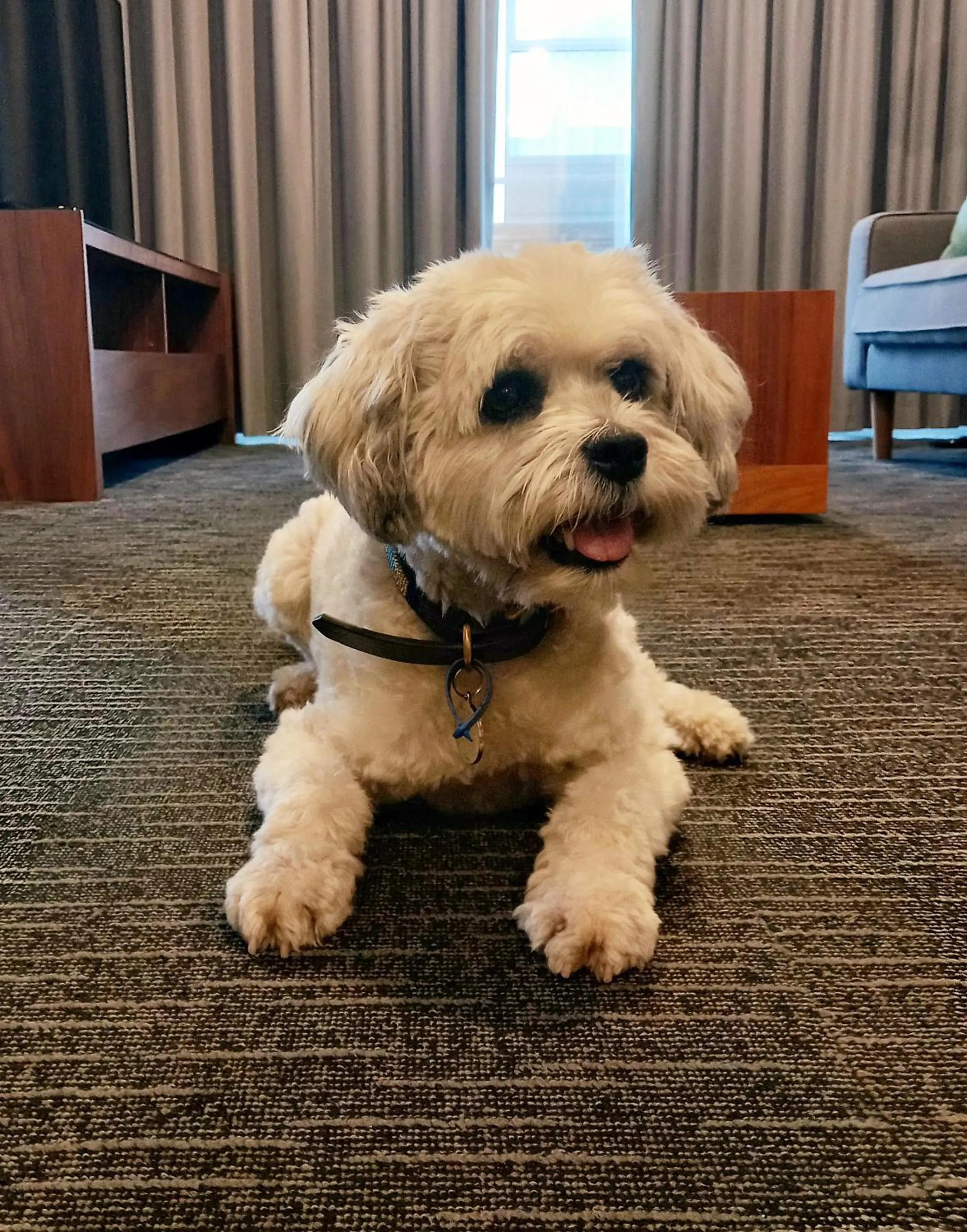 One Bedroom Apartment - Pet Friendly in The Palms Apartments