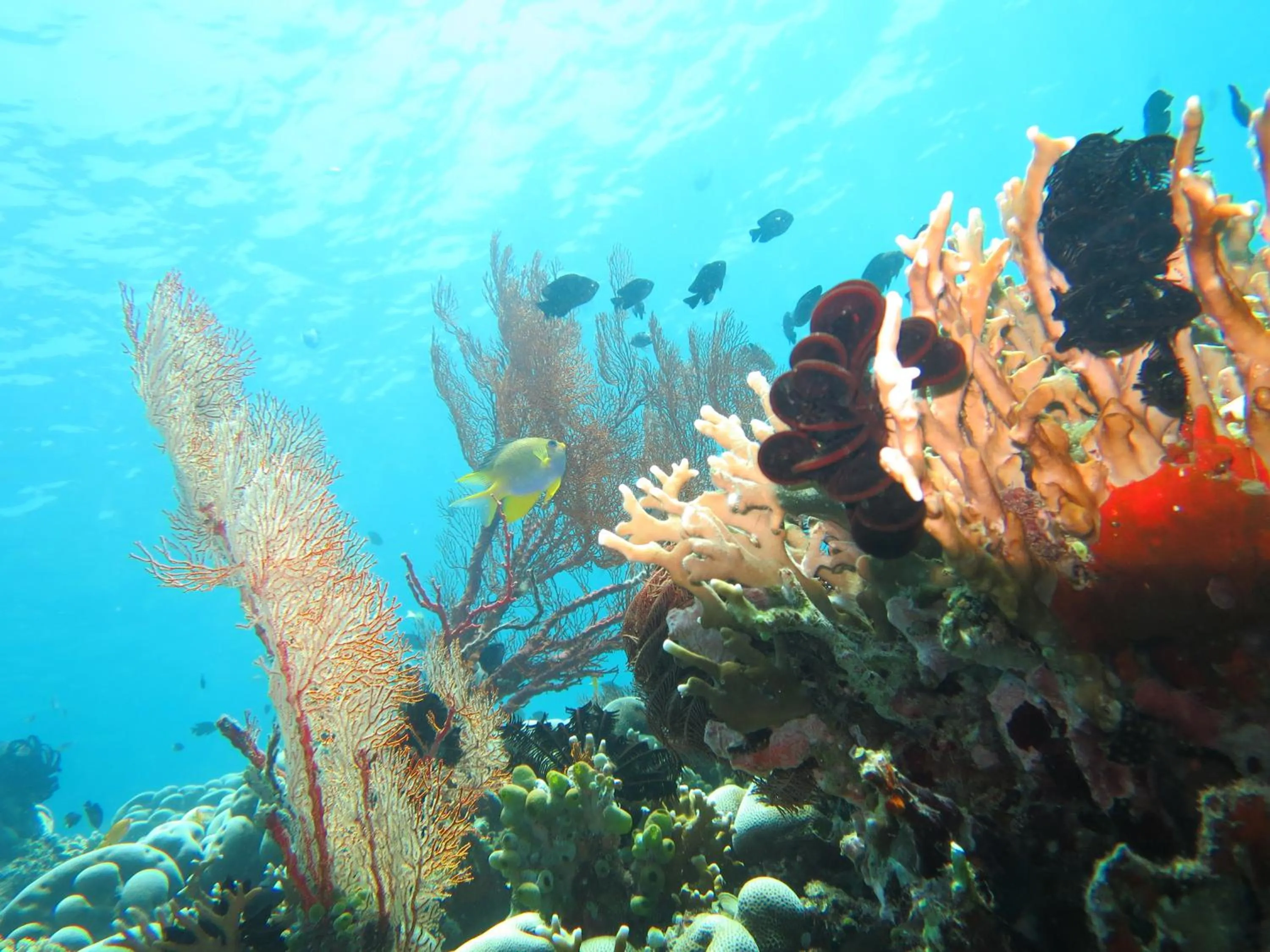 Special Offer - Snorkeling Package at Deluxe Double Room with Garden View in Adi Assri Beach Resorts And Spa Pemuteran