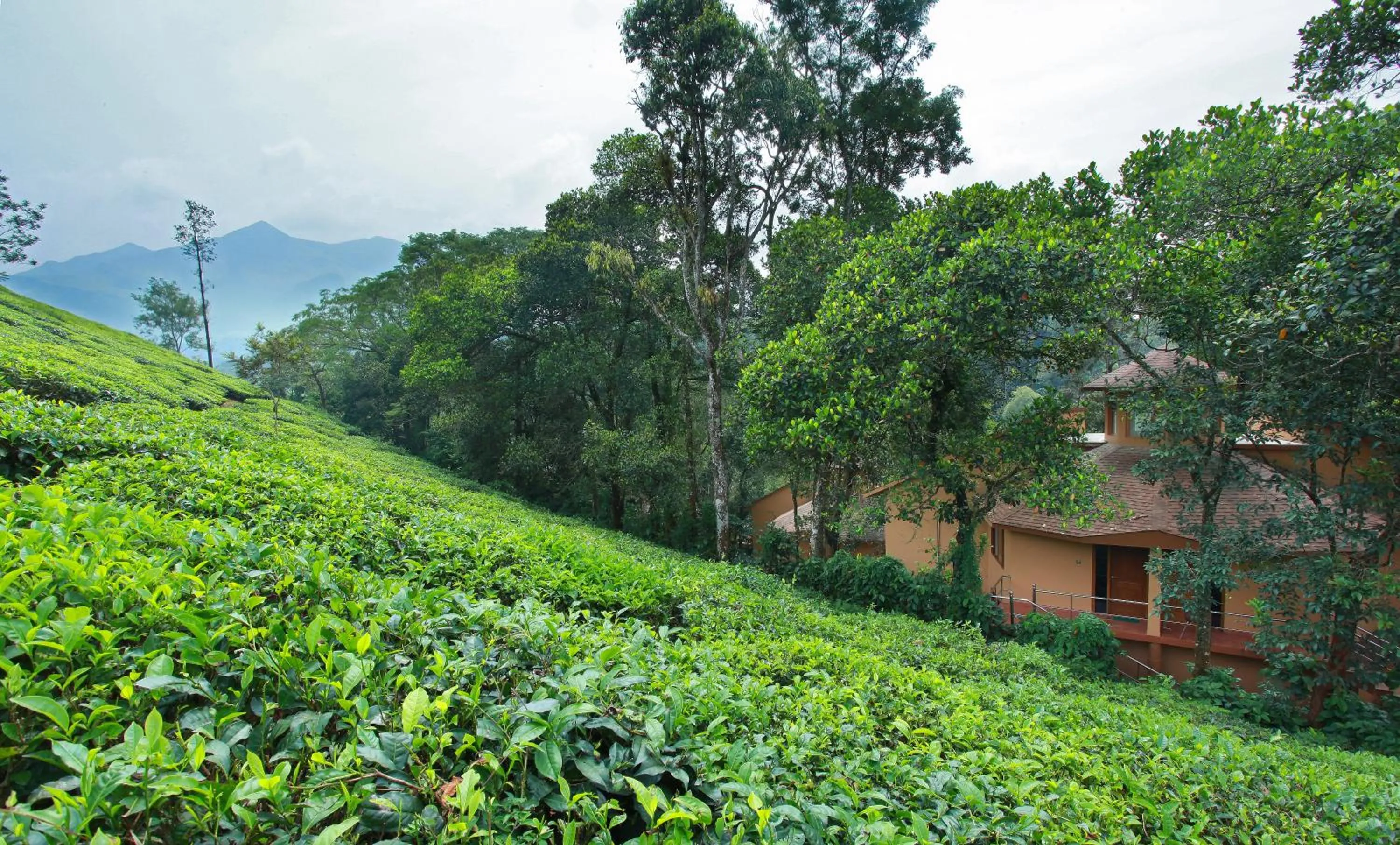 Cottage in Vythiri Village