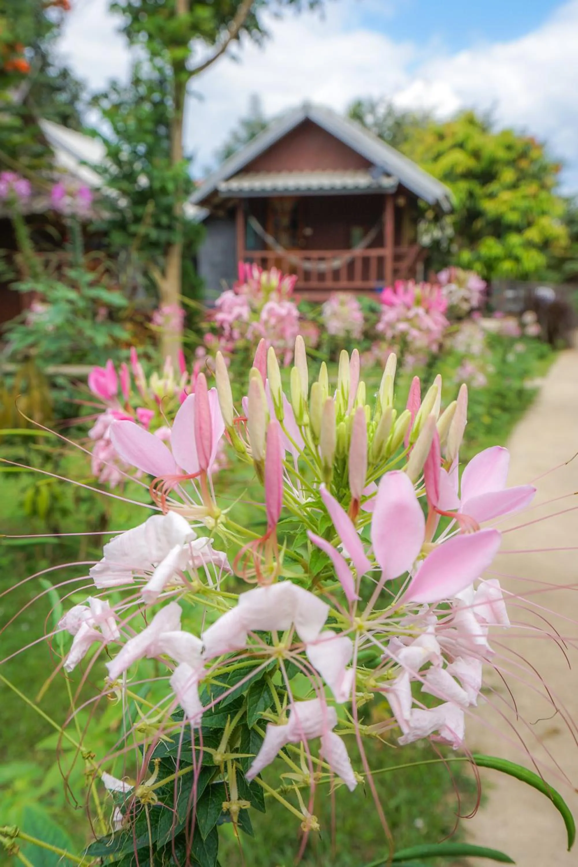 Bungalow (2 Adults) in Family Hut Pai