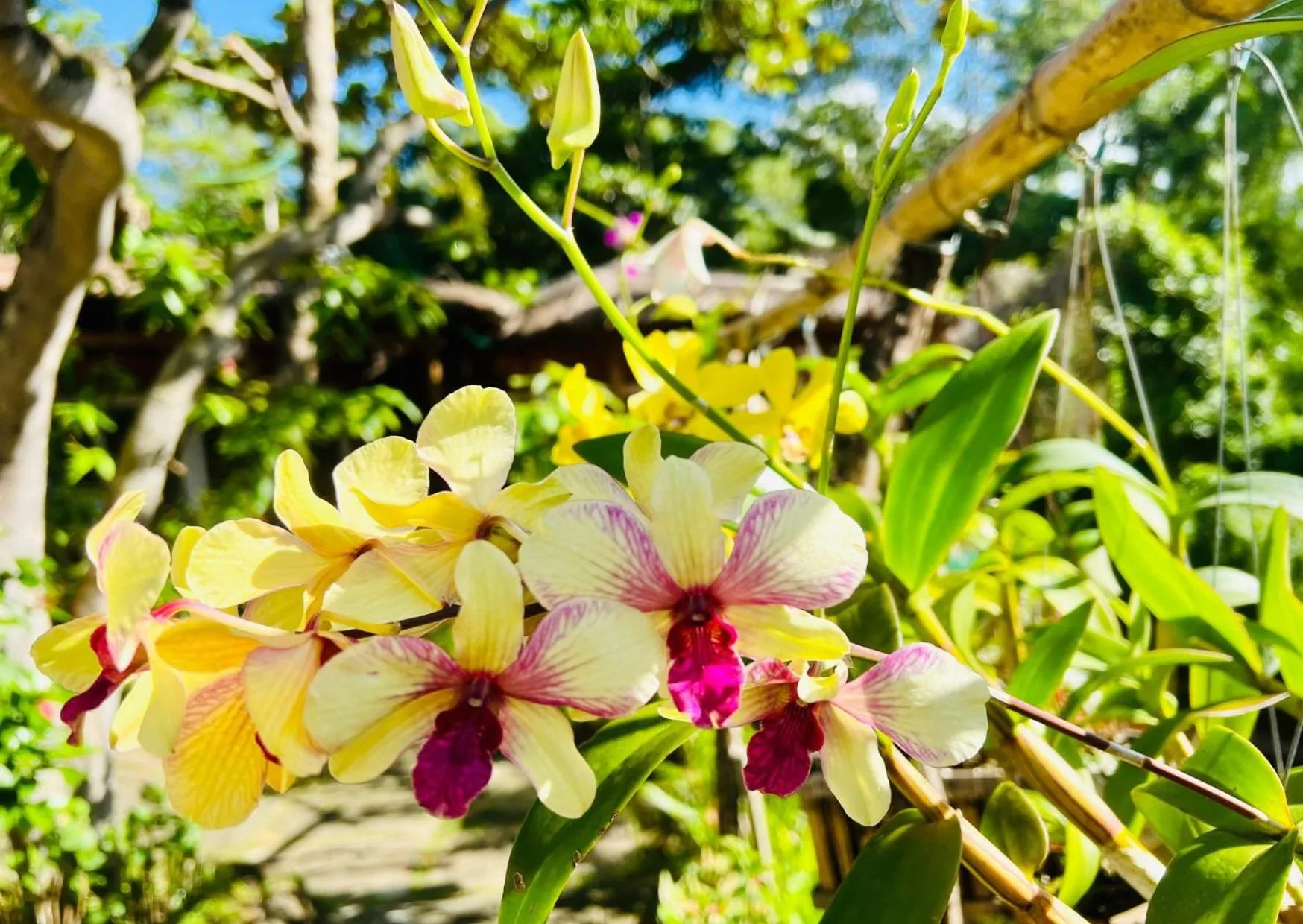 One-Bedroom Chalet in Bamboo Cottages