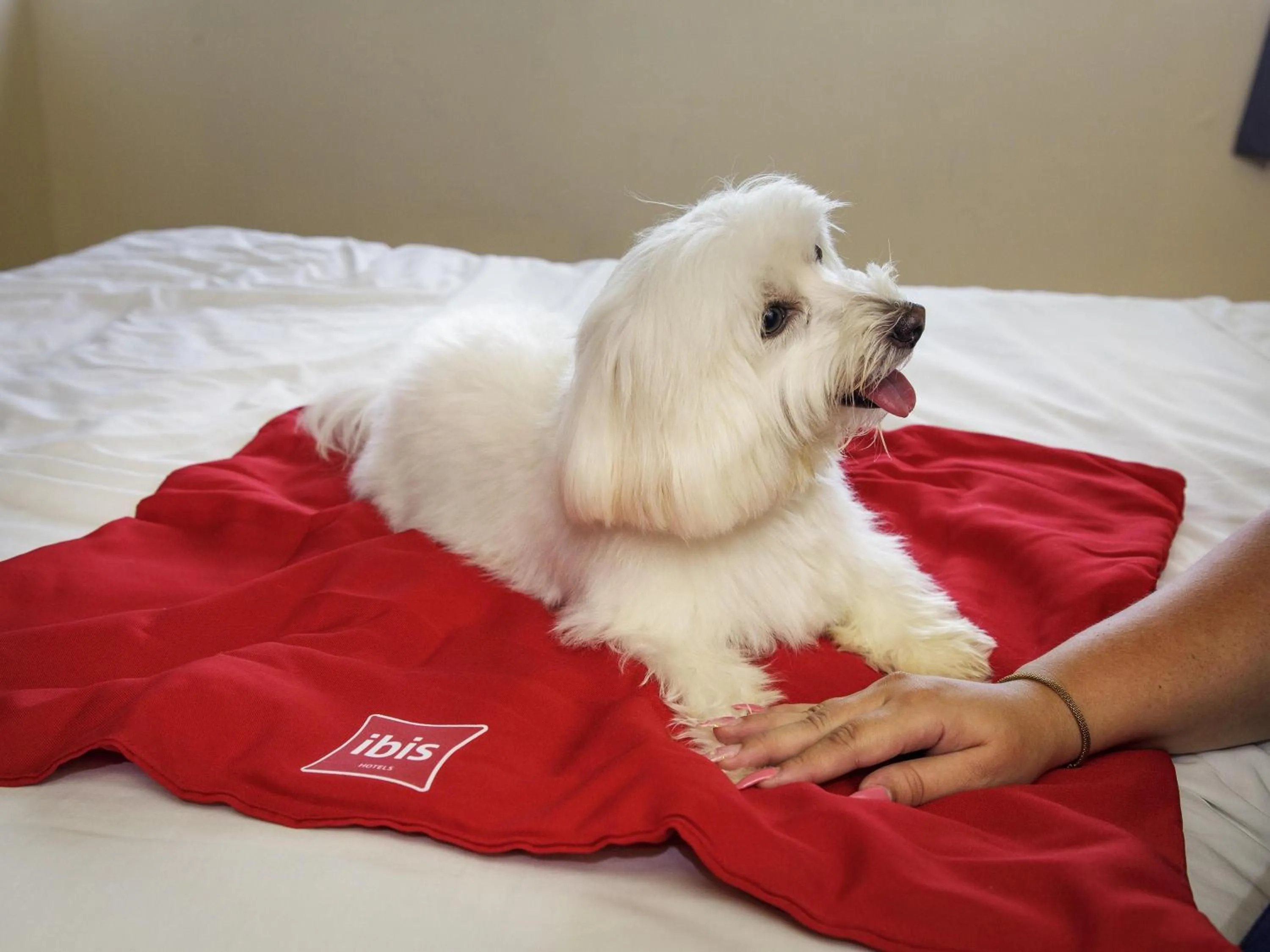 Standard Double Room in ibis Maceio Pajuçara