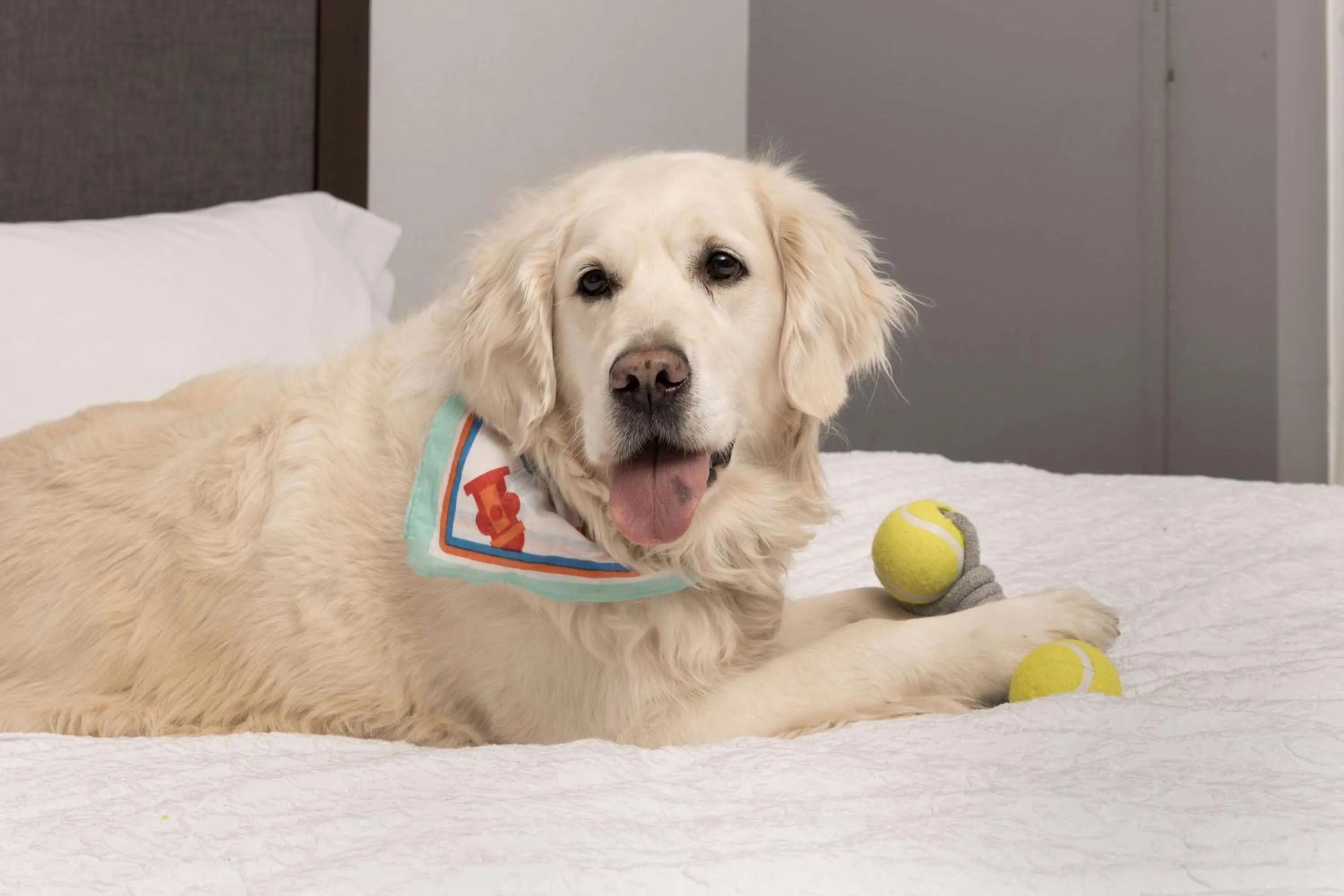 King Studio Suite - Hearing Access/Non-Smoking in Hampton Inn & Suites Rapid City Rushmore, SD