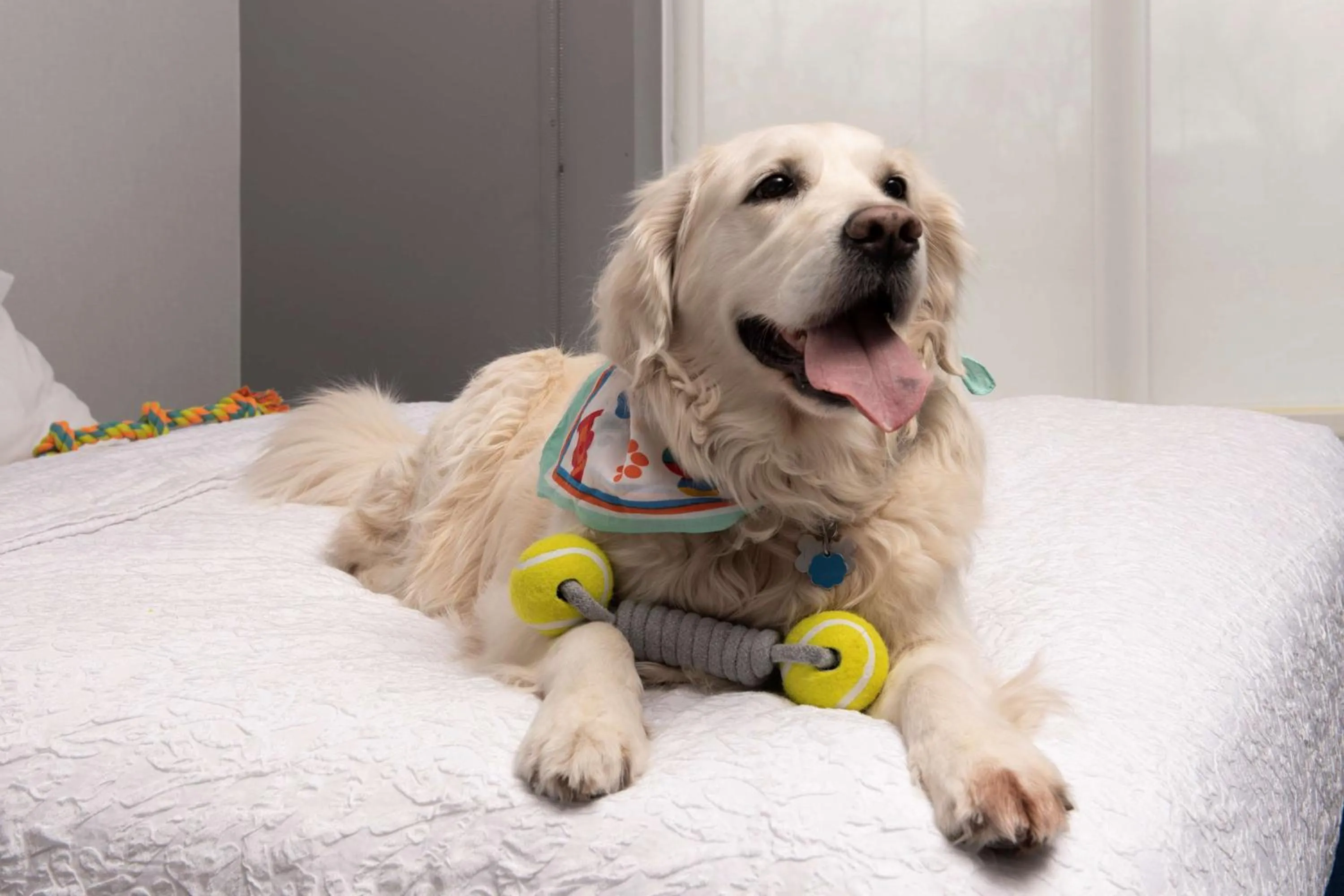 King Room - Hearing Access/Non-Smoking in Hampton Inn & Suites Rapid City Rushmore, SD