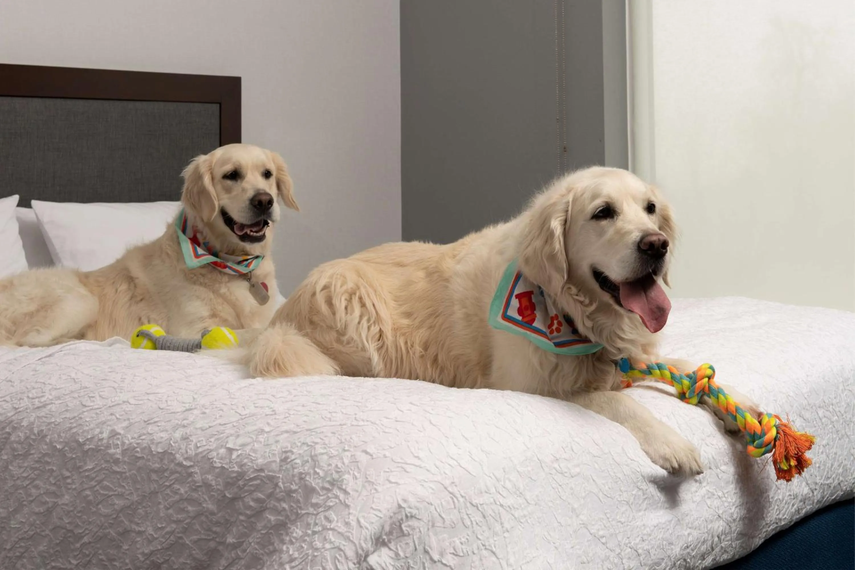 King Studio Suite - Non Smoking in Hampton Inn & Suites Rapid City Rushmore, SD