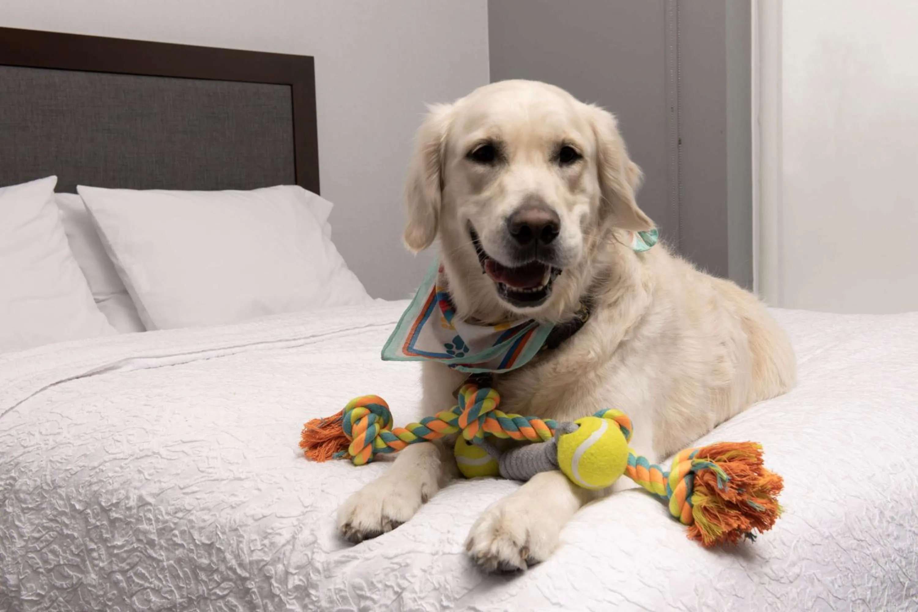 King Room with Sofa Bed - Non-Smoking in Hampton Inn & Suites Rapid City Rushmore, SD