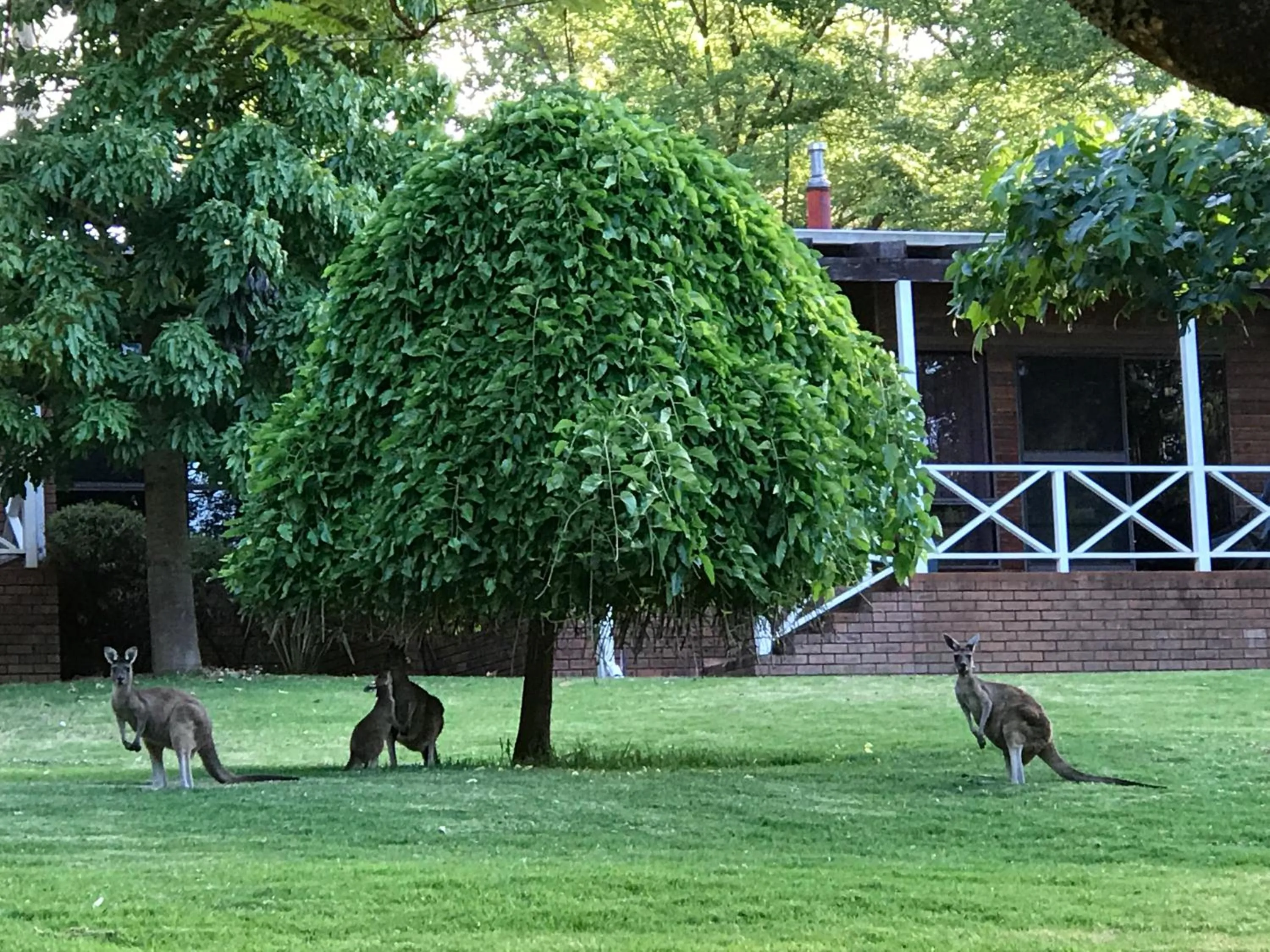 Two-Bedroom Chalet in Forest Lodge Resort