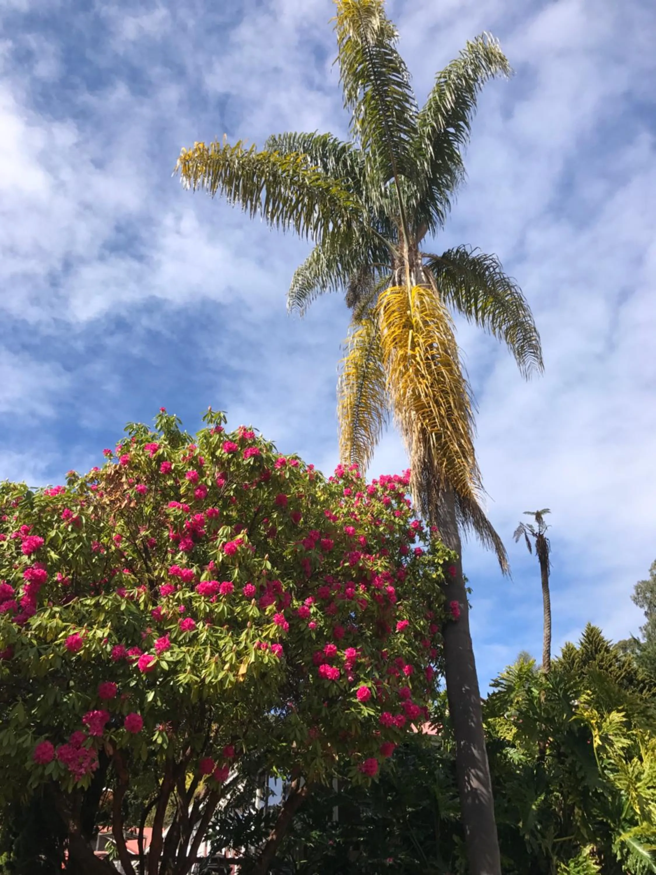 Superior King Studio with Spa Bath in Forest Lodge Resort