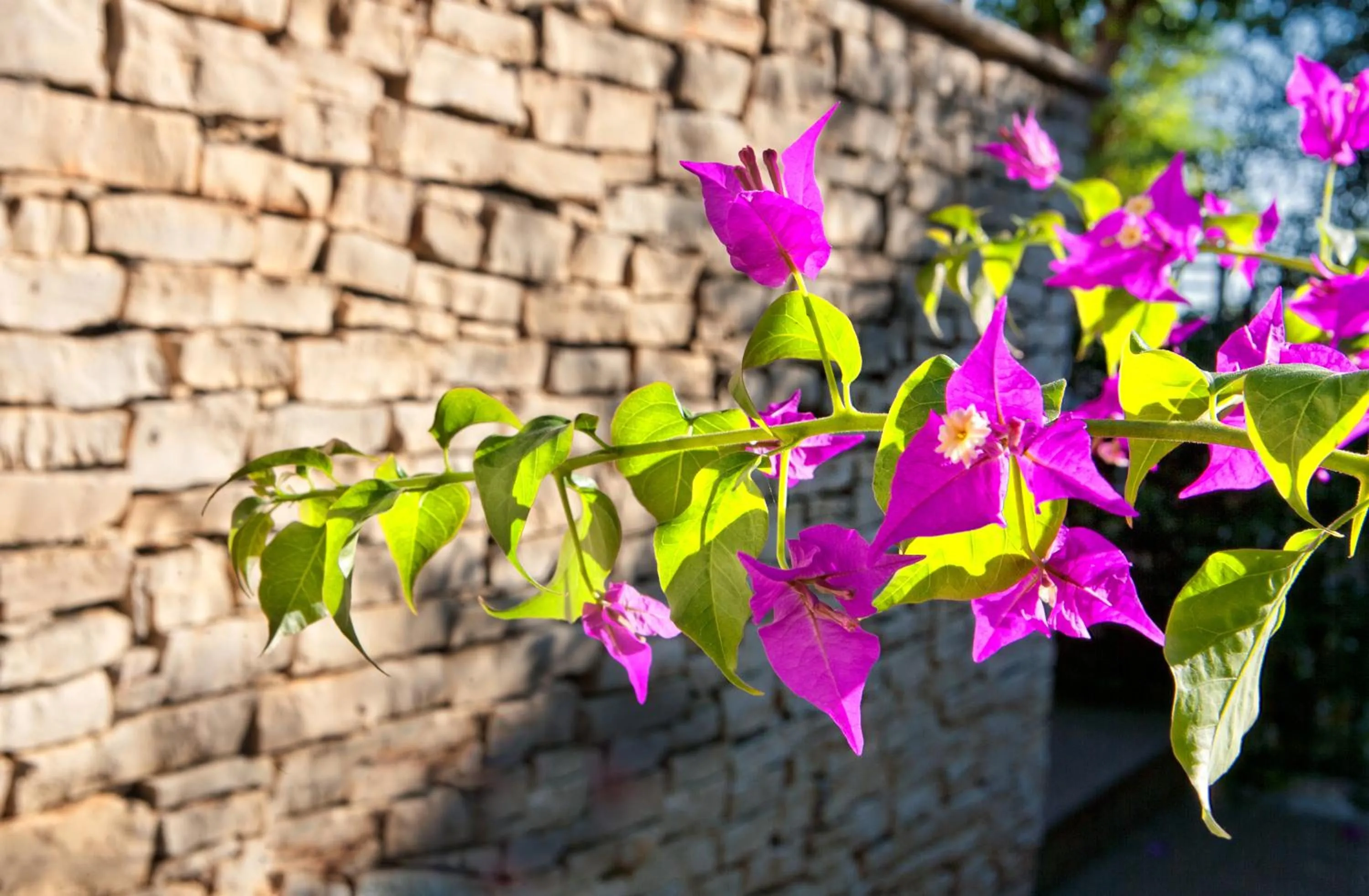 Standard Double Room in Virgilio Grand Hotel